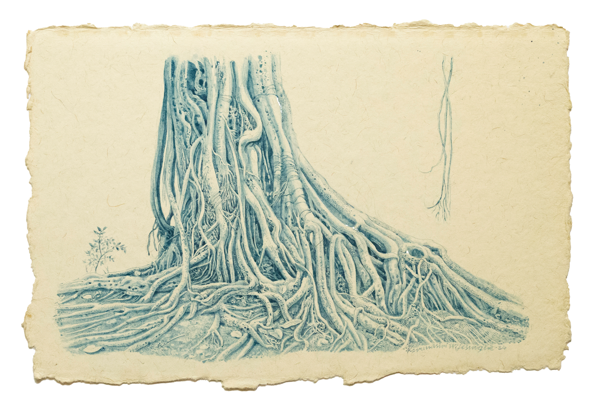 Karunasiri Wijesinghe, Banyan Tree - Viharamahadevi Park, Colombo, 2024