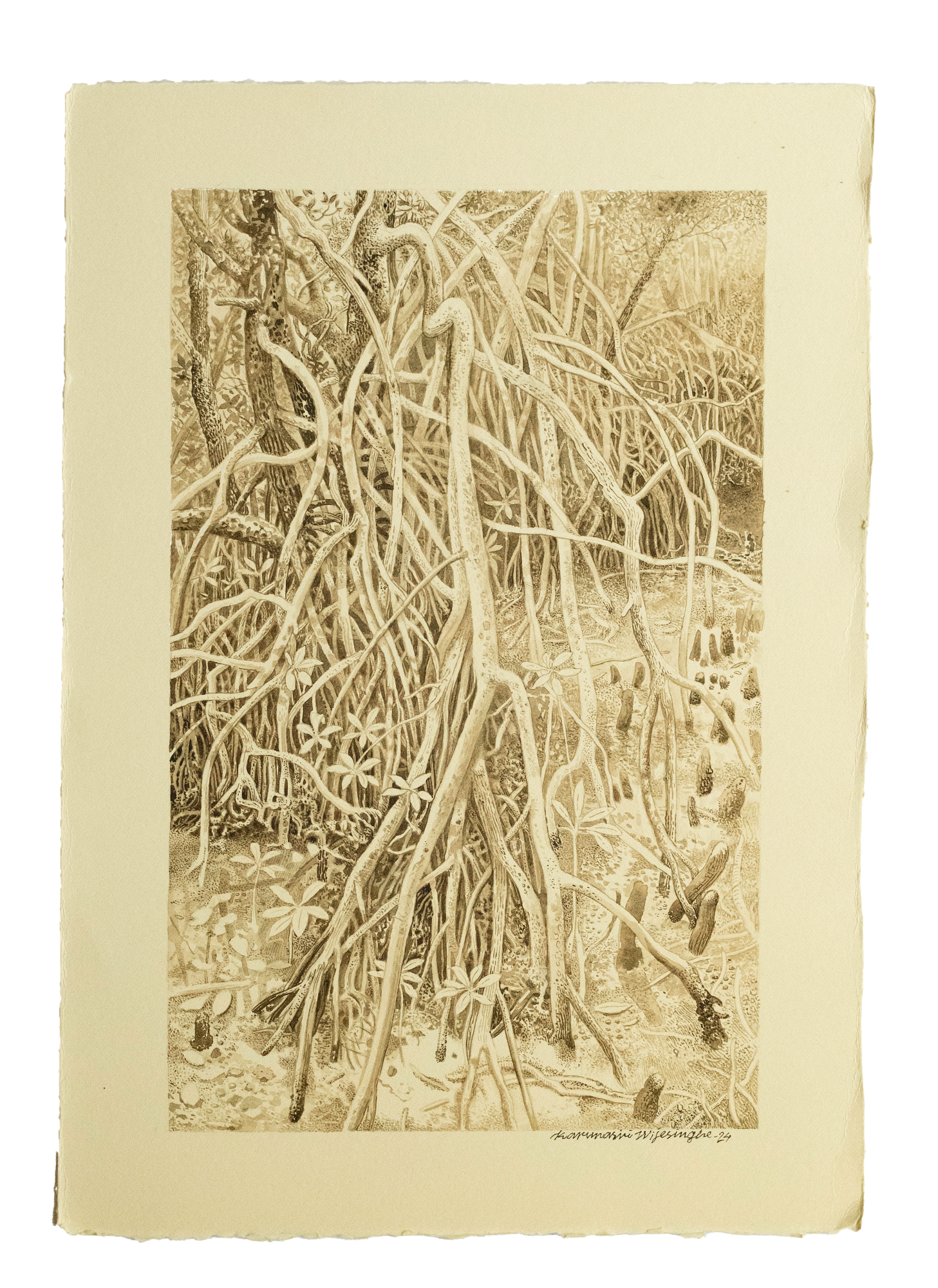 Karunasiri Wijesinghe, Mangrove Trees - Galle, 2024