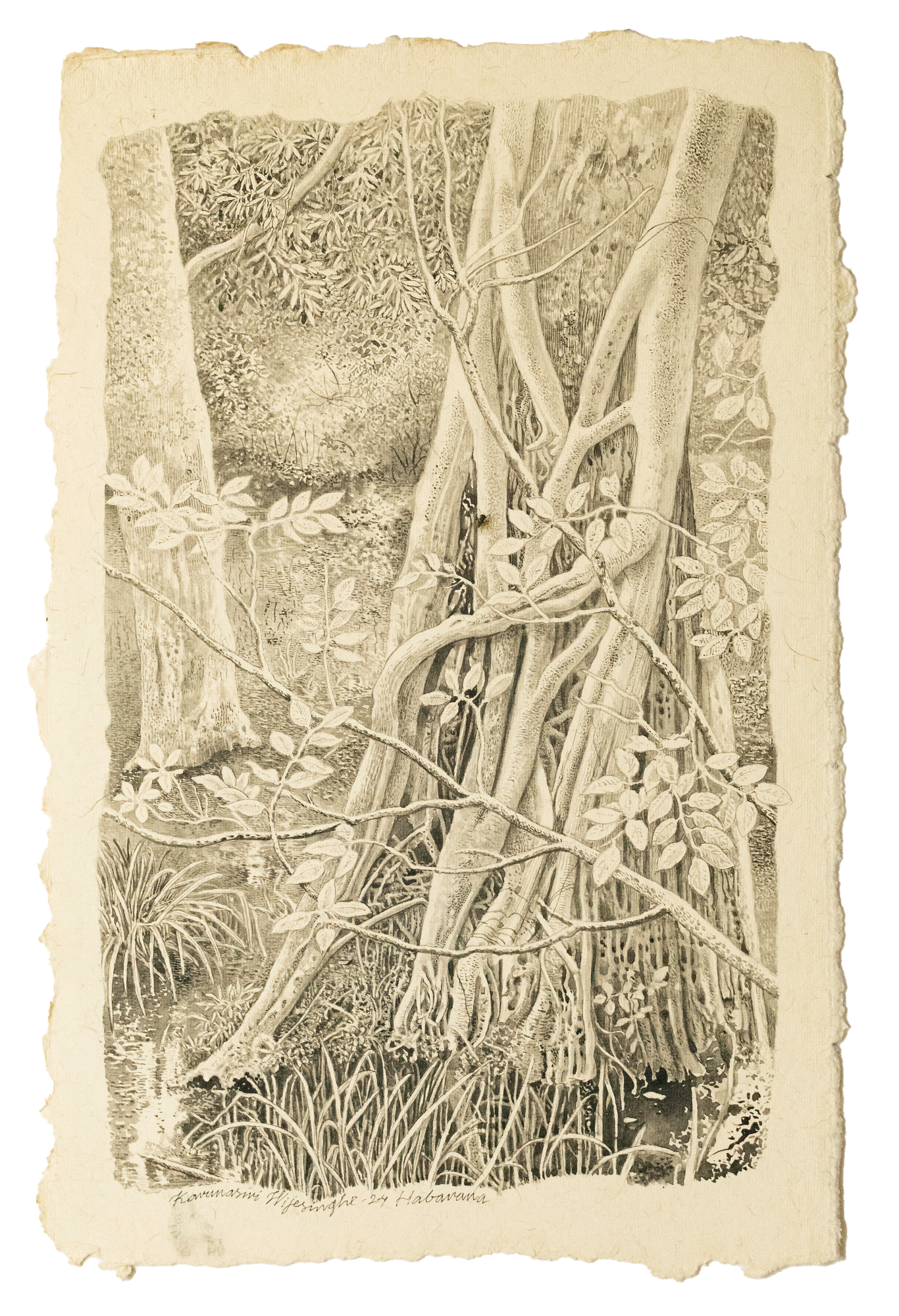 Karunasiri Wijesinghe, Banyan Tree - Habarana, 2024