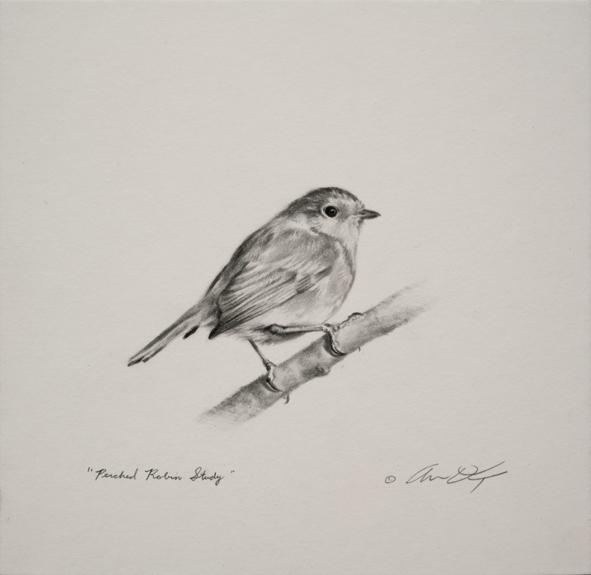 Andrew Denman, Perched Robin Study