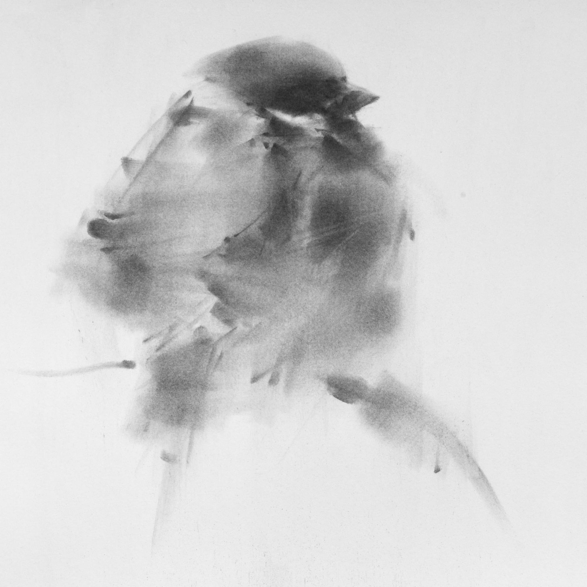 Tianyin Wang, Sparrow No. 15, 2021