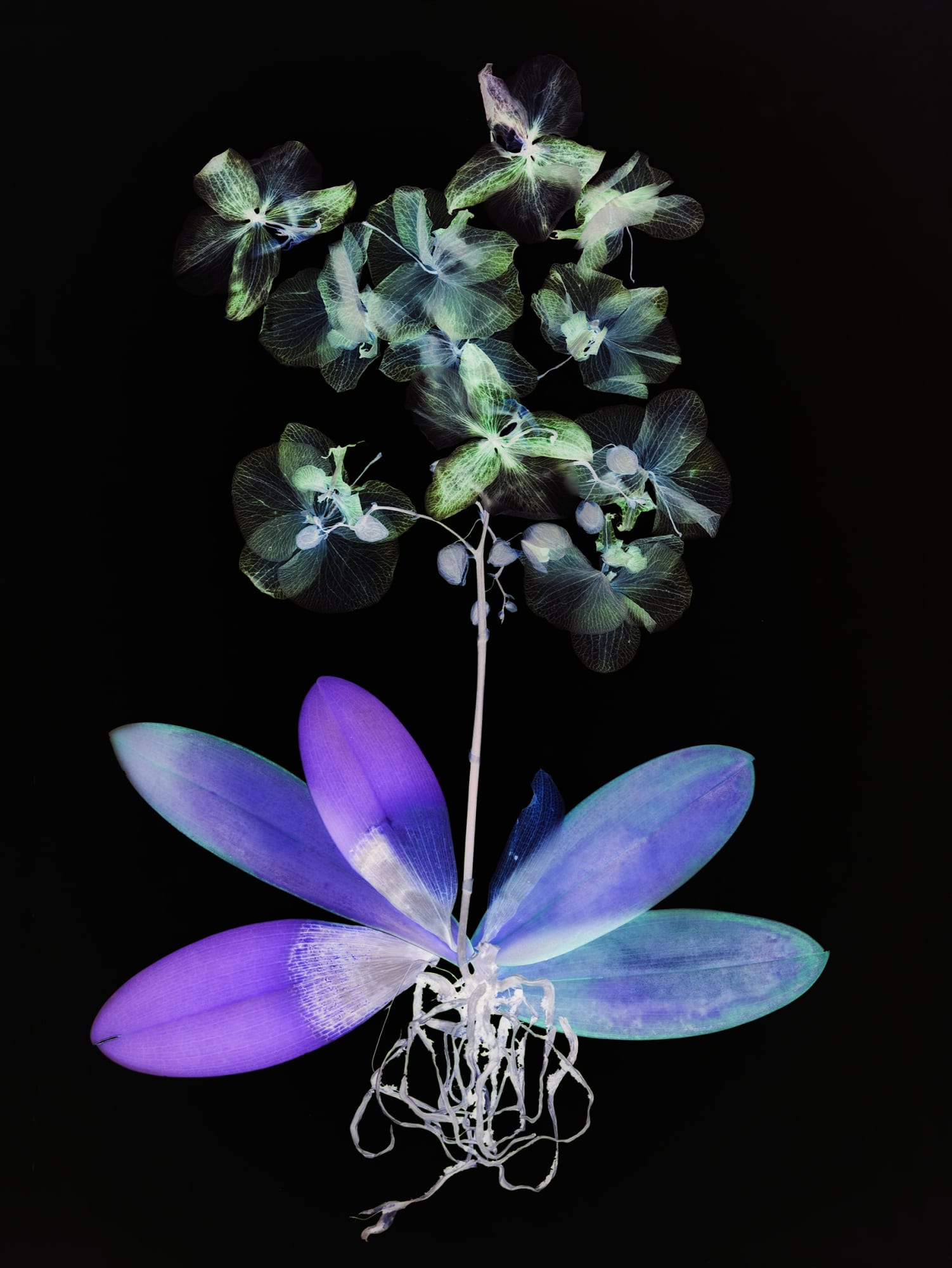 Wendy McMurdo, Ghost Orchid (iv), 2023