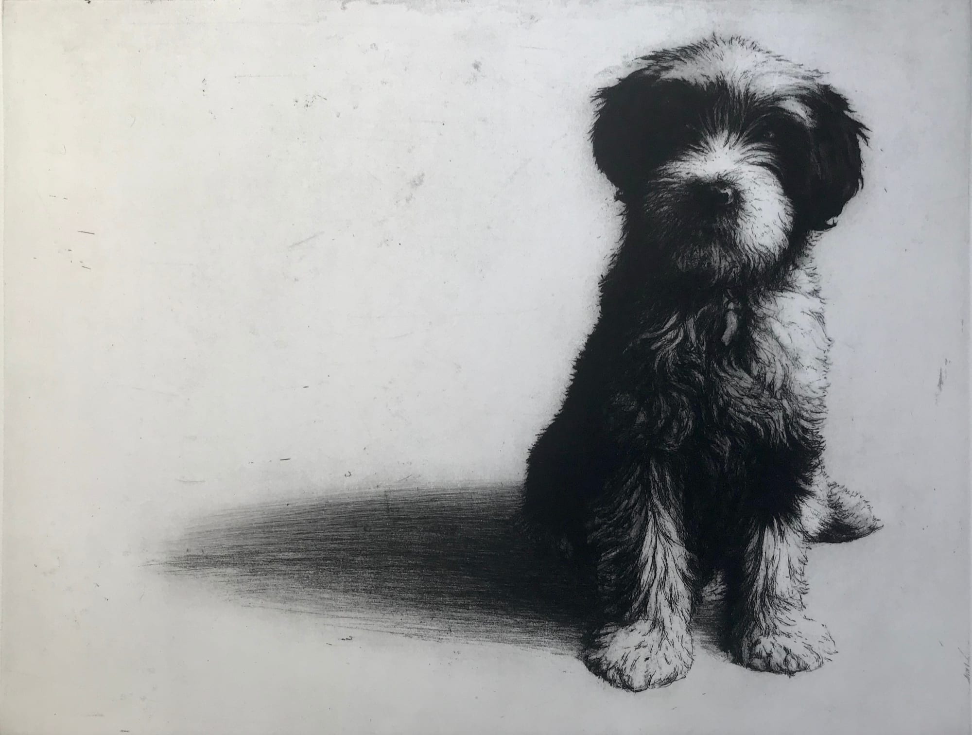 Helen Fay, Magnus the Tibetan Terrier, 2020