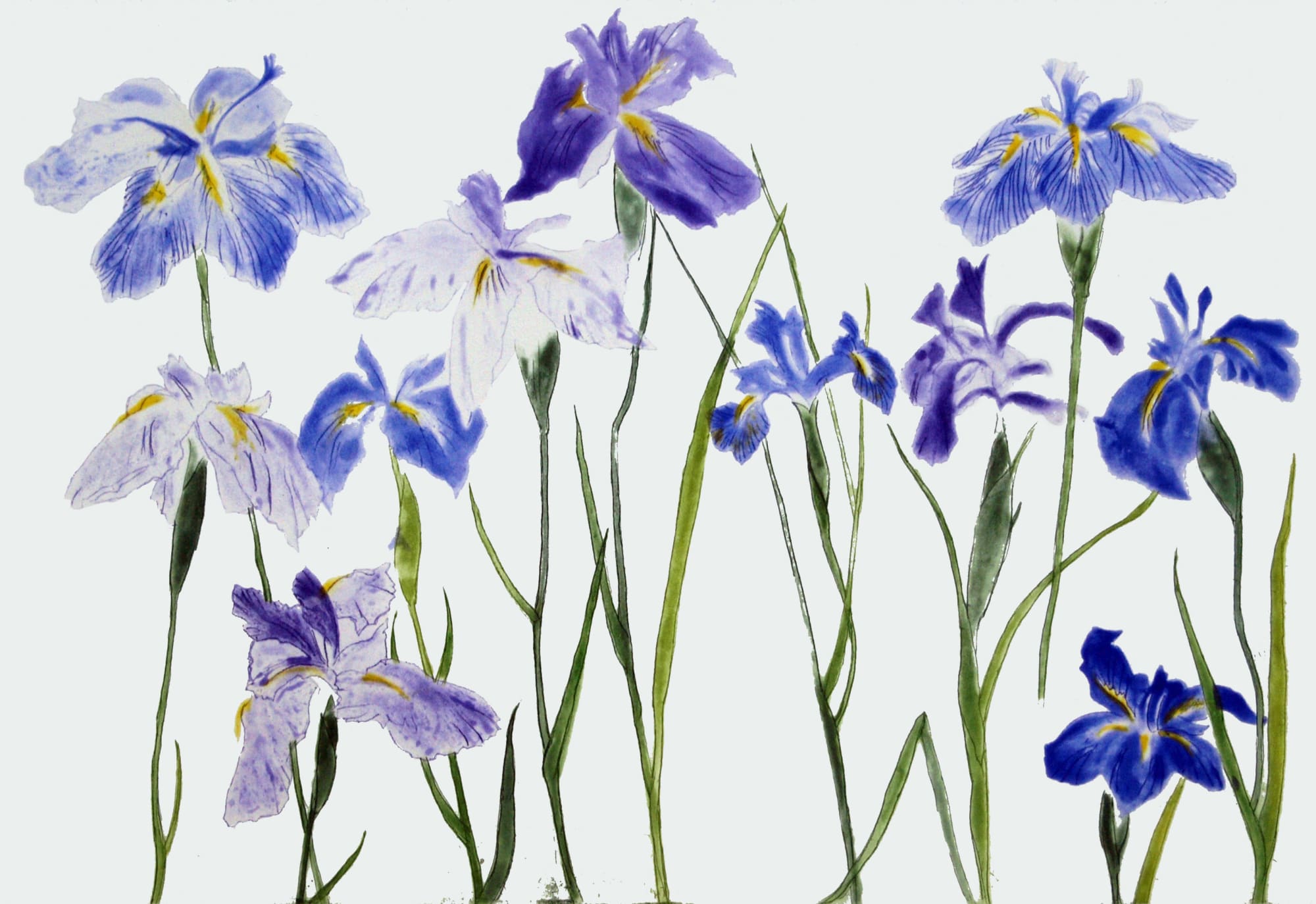 Elizabeth Blackadder, Irises, 2012