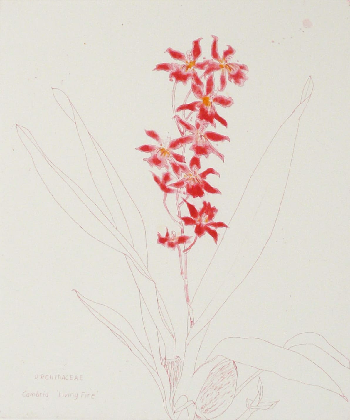 Elizabeth Blackadder, Orchidaceae Cambria (Living Fire), 1993