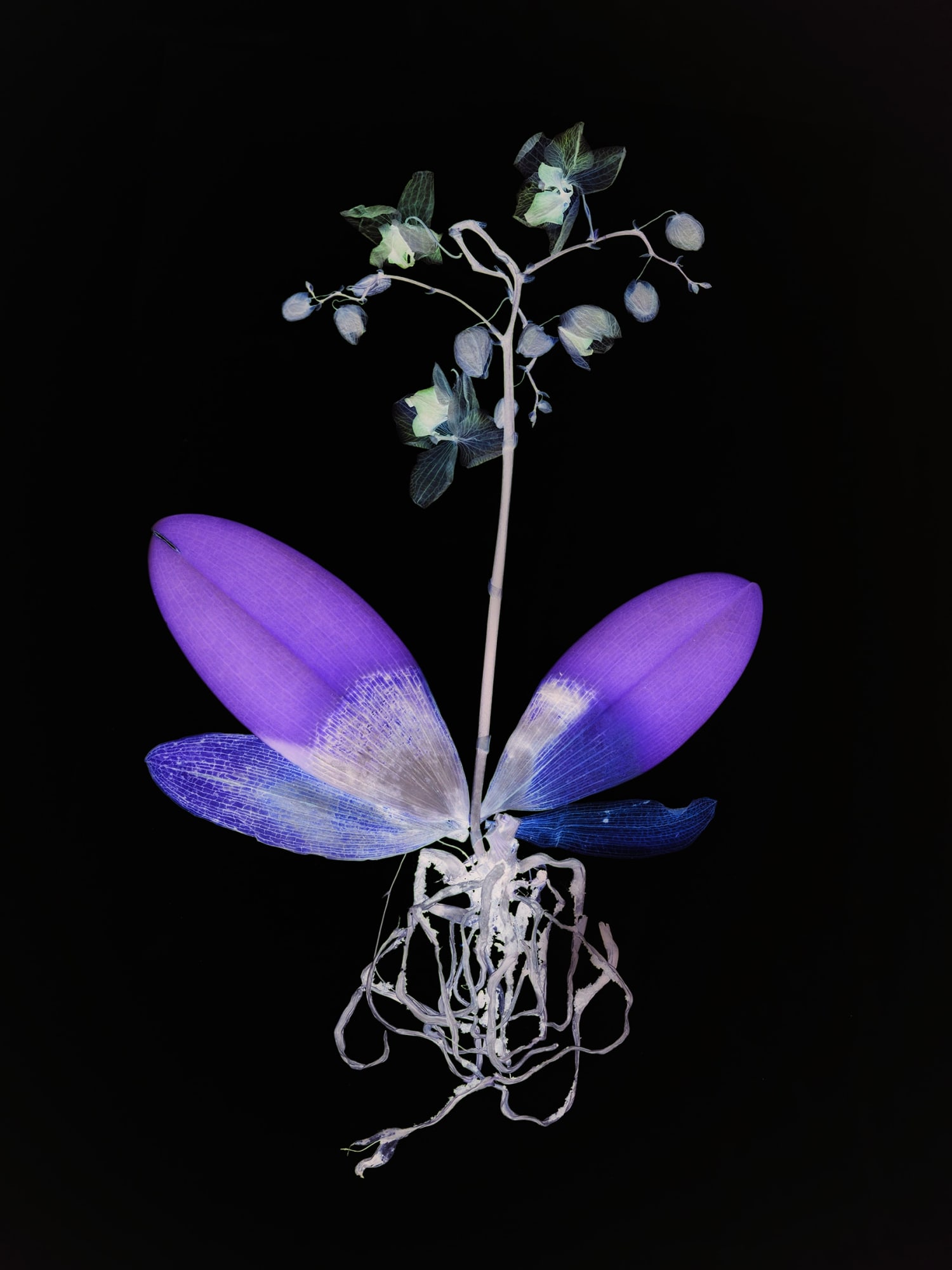 Wendy McMurdo, Ghost Orchid (ii), 2023