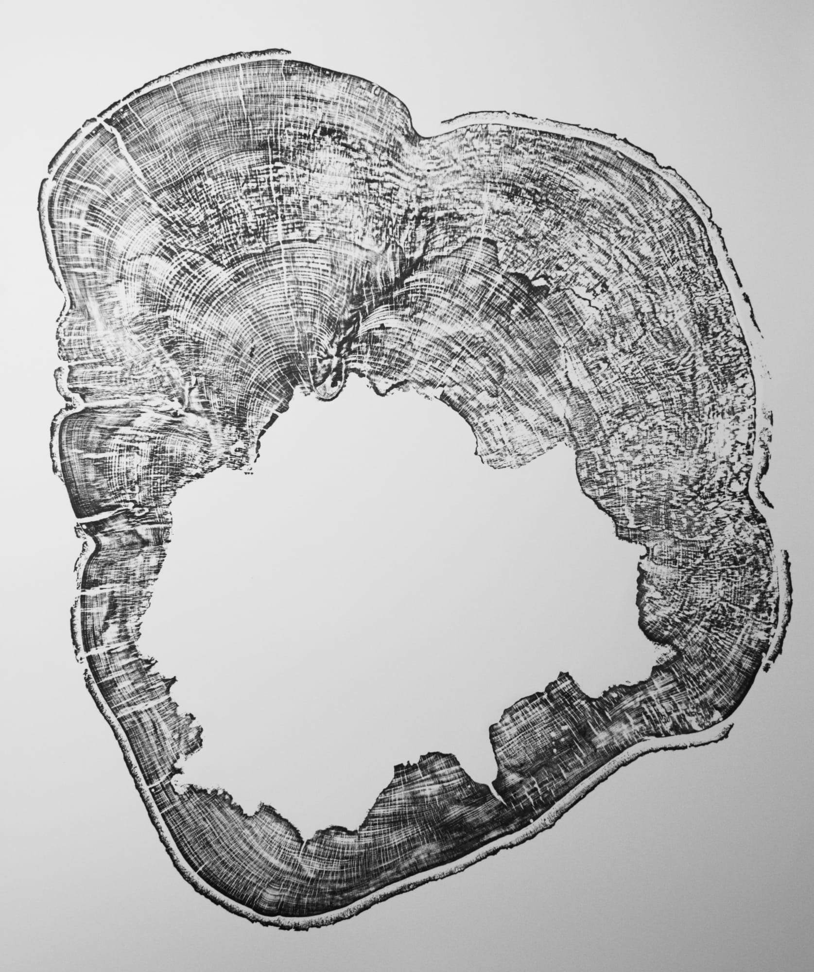 Alan Cameron, Fagus Toll, 2024