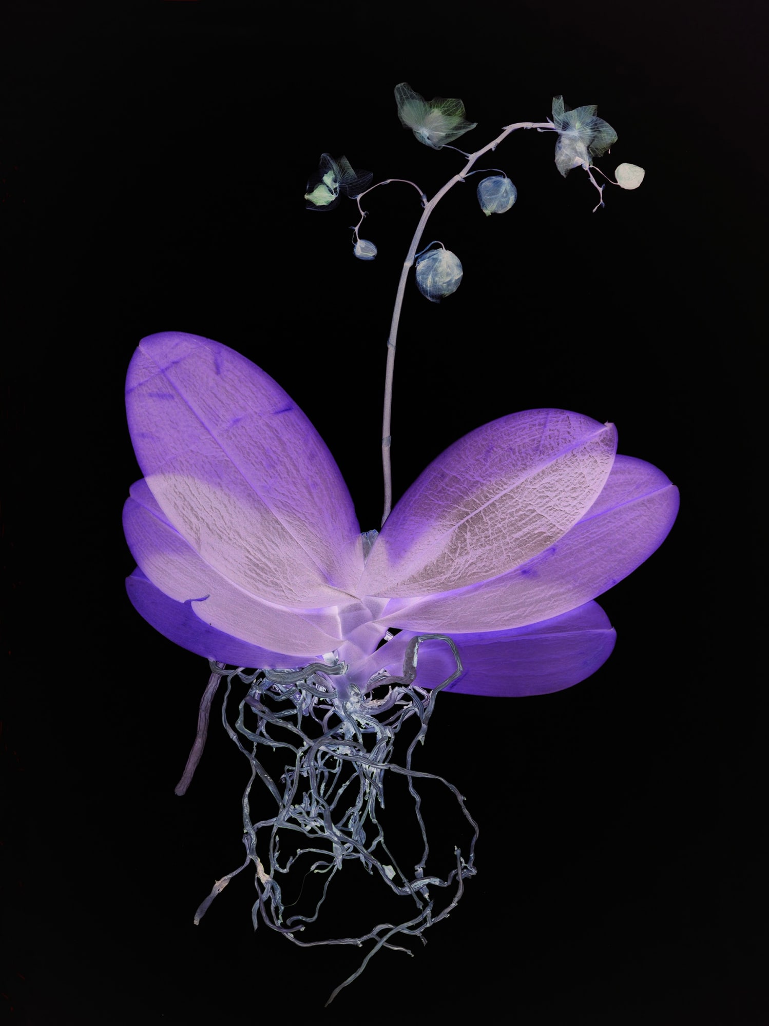 Wendy McMurdo, Ghost Orchid (xvii), 2023