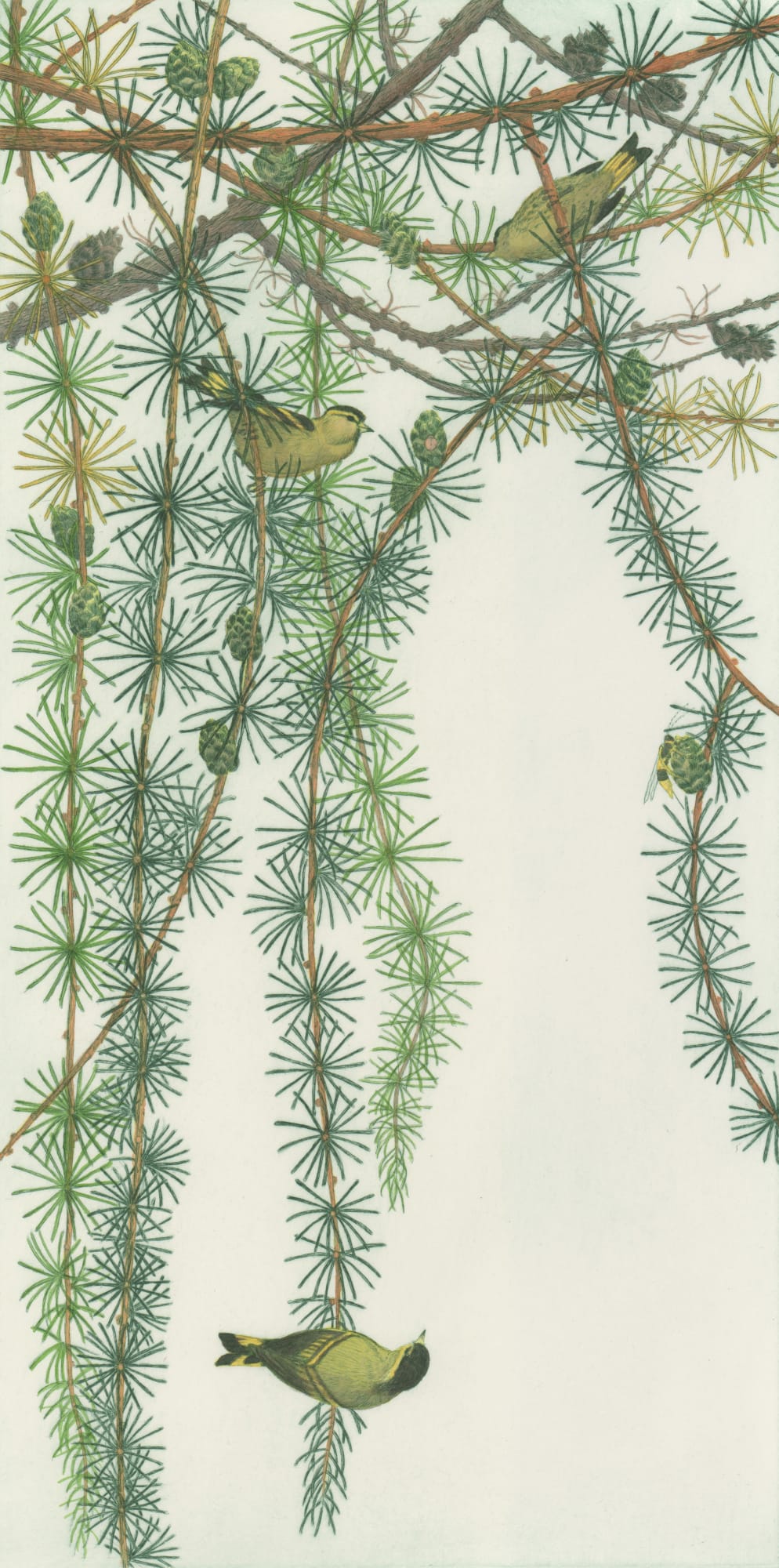 Chris Allan, Larch with Siskins, 2017