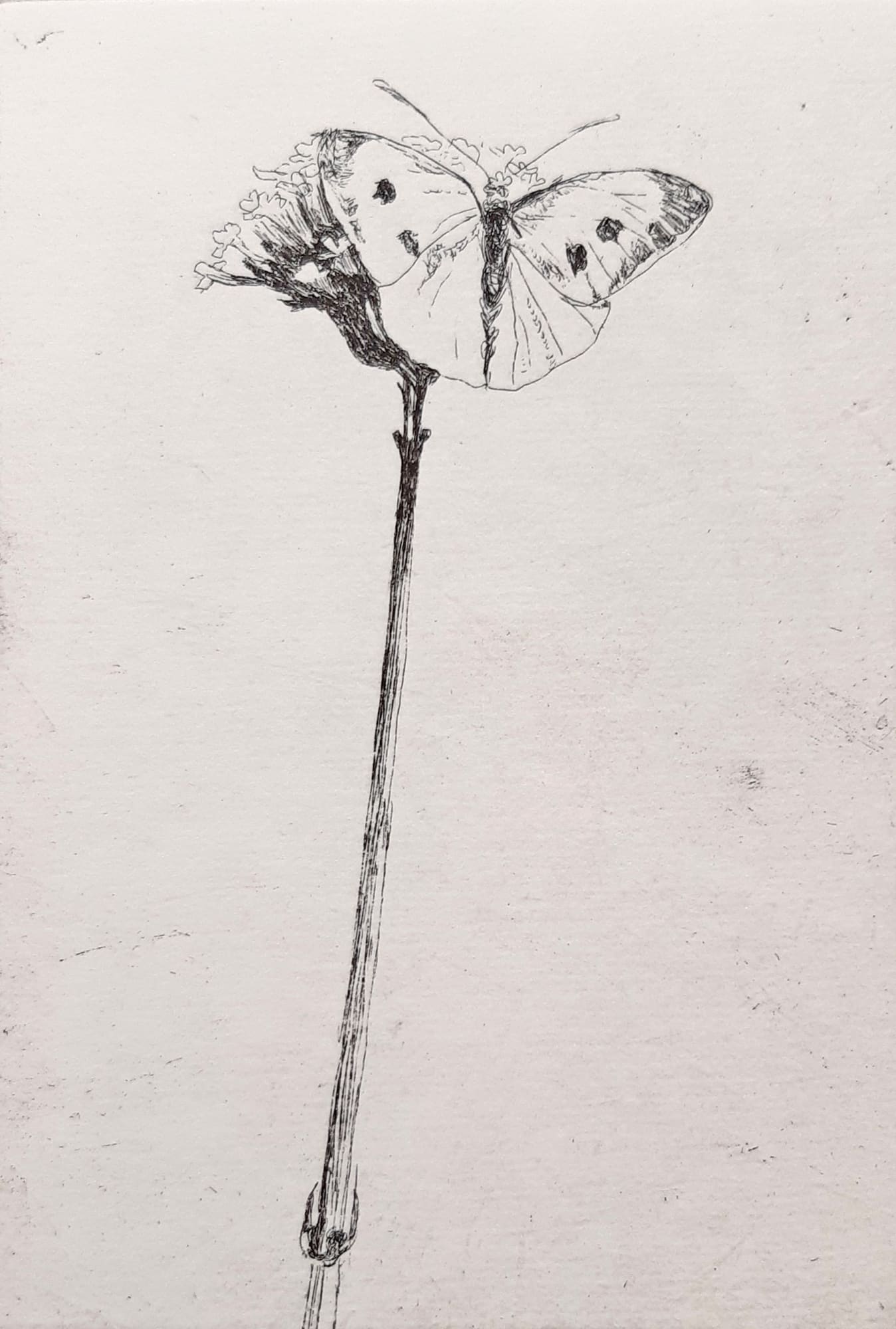 Jane Gardiner, A Cabbage White, 2022