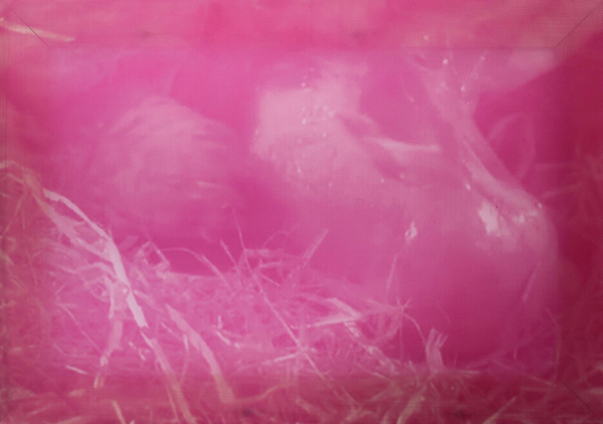 Selcuk Colakoglu, Birth in Pink, 2022