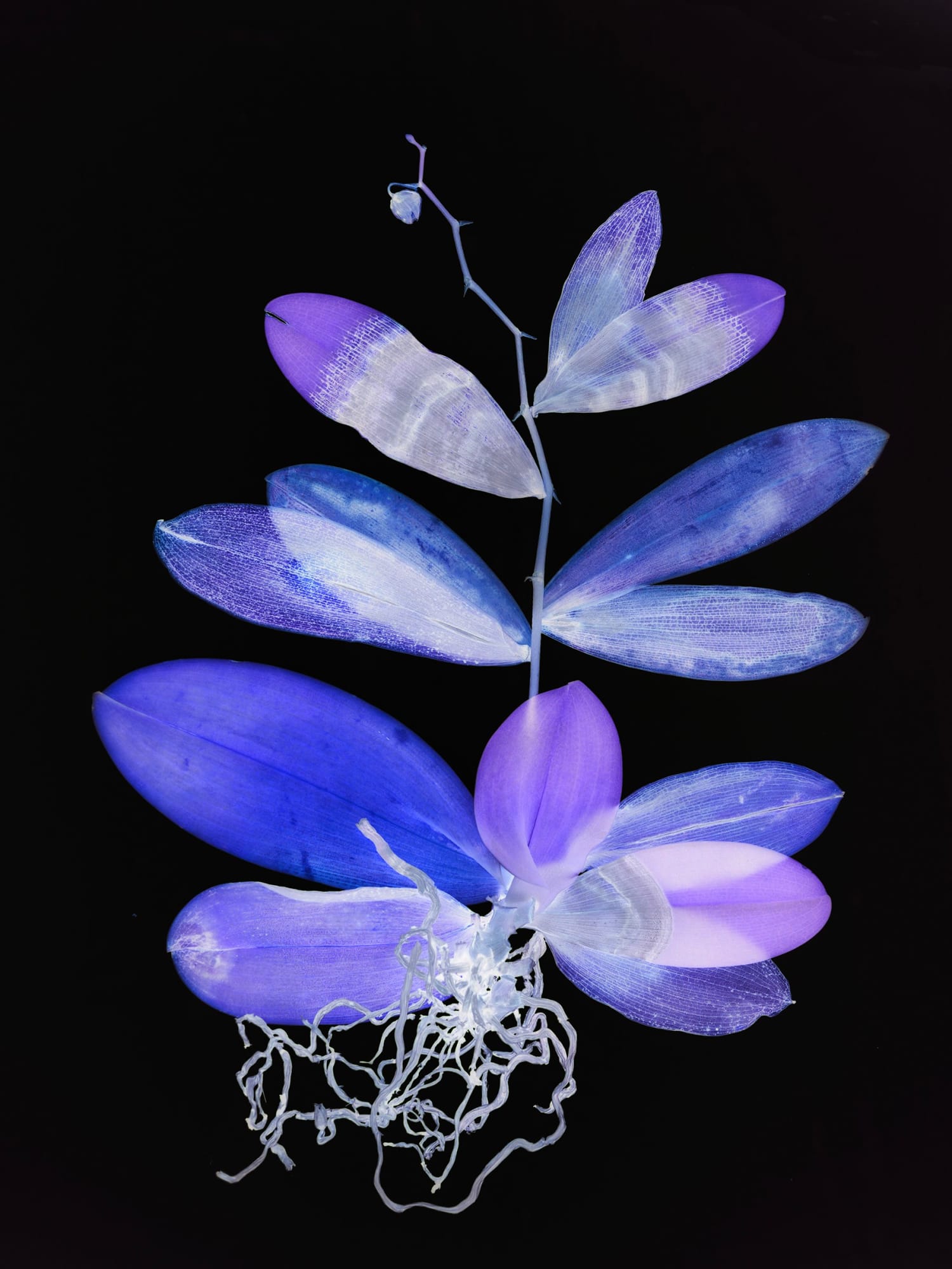 Wendy McMurdo, Ghost Orchid (xviii), 2023