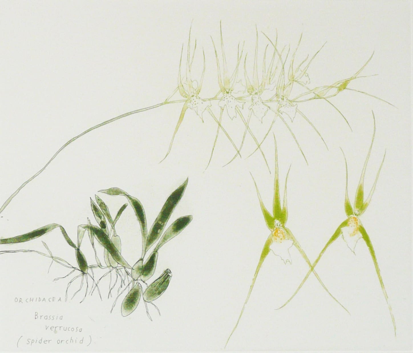 Elizabeth Blackadder, Orchidacea Brassia Verrucosa (Spider Orchid), 1993