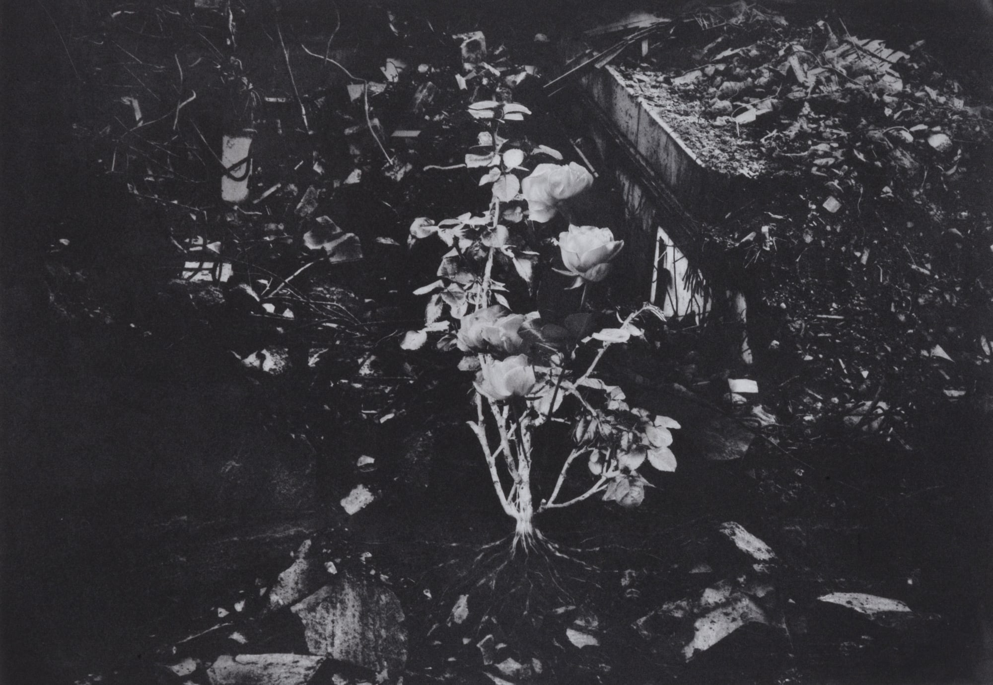 Linda Kosciewicz, The Rose that Grew in the Waste Land, 2022