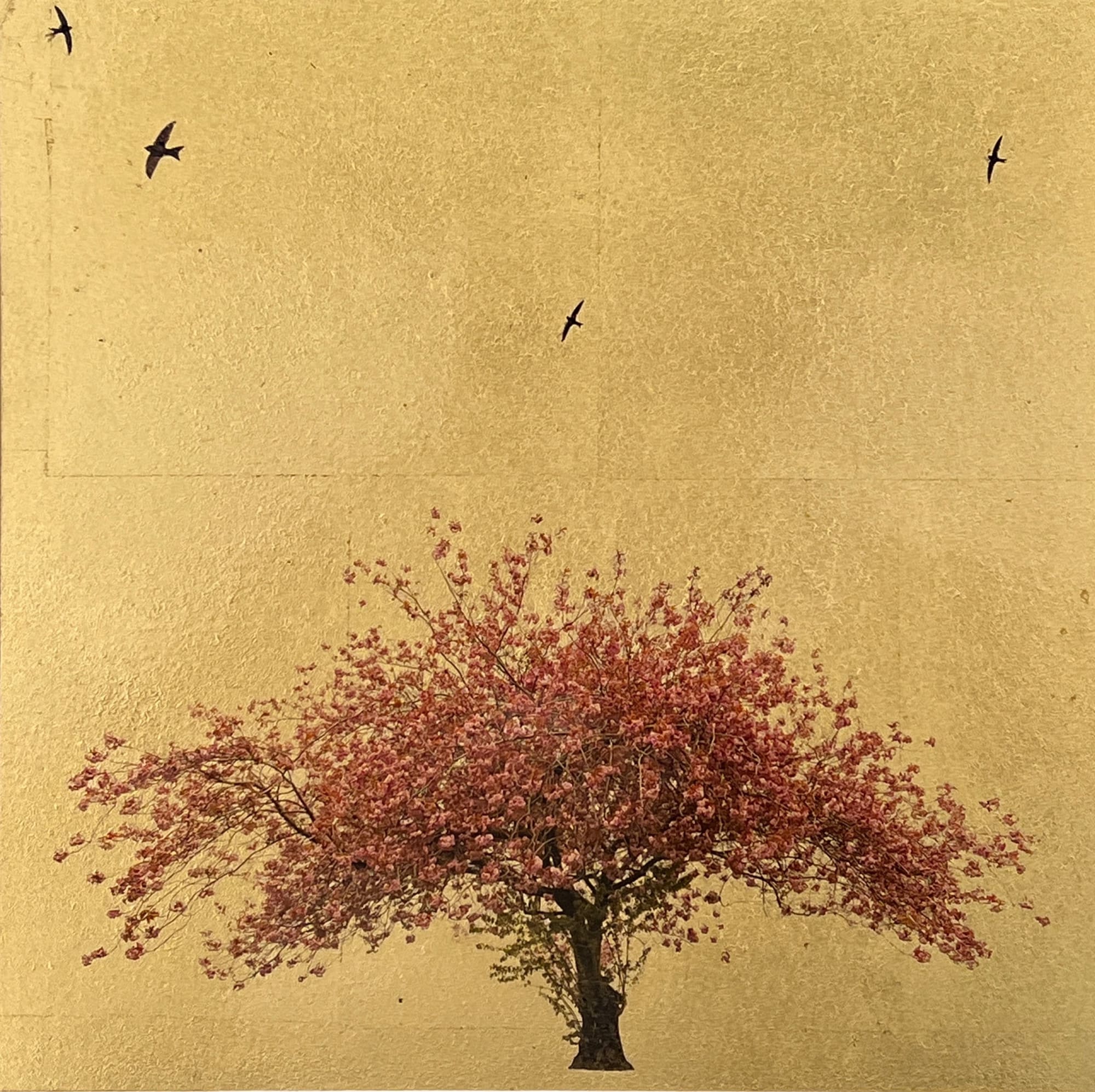 Robert Pereira Hind, Prunus Serrucata