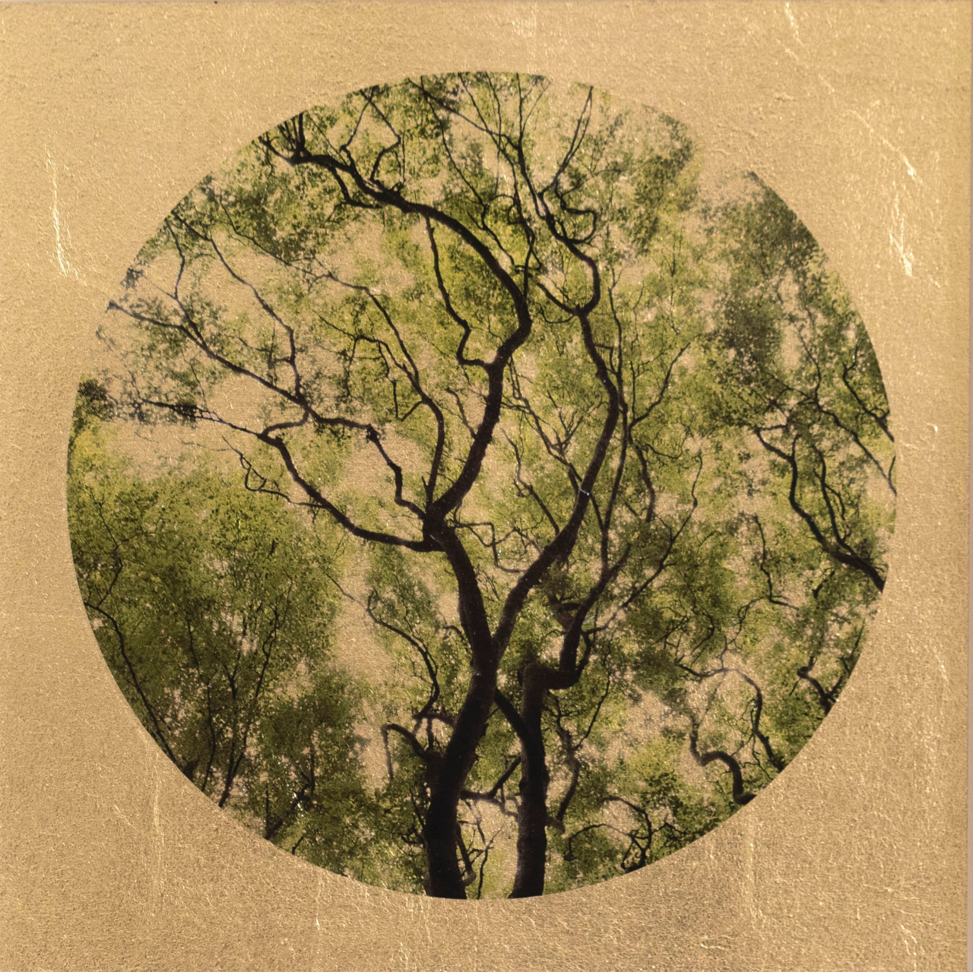 Robert Pereira Hind, Arboris Folium IV