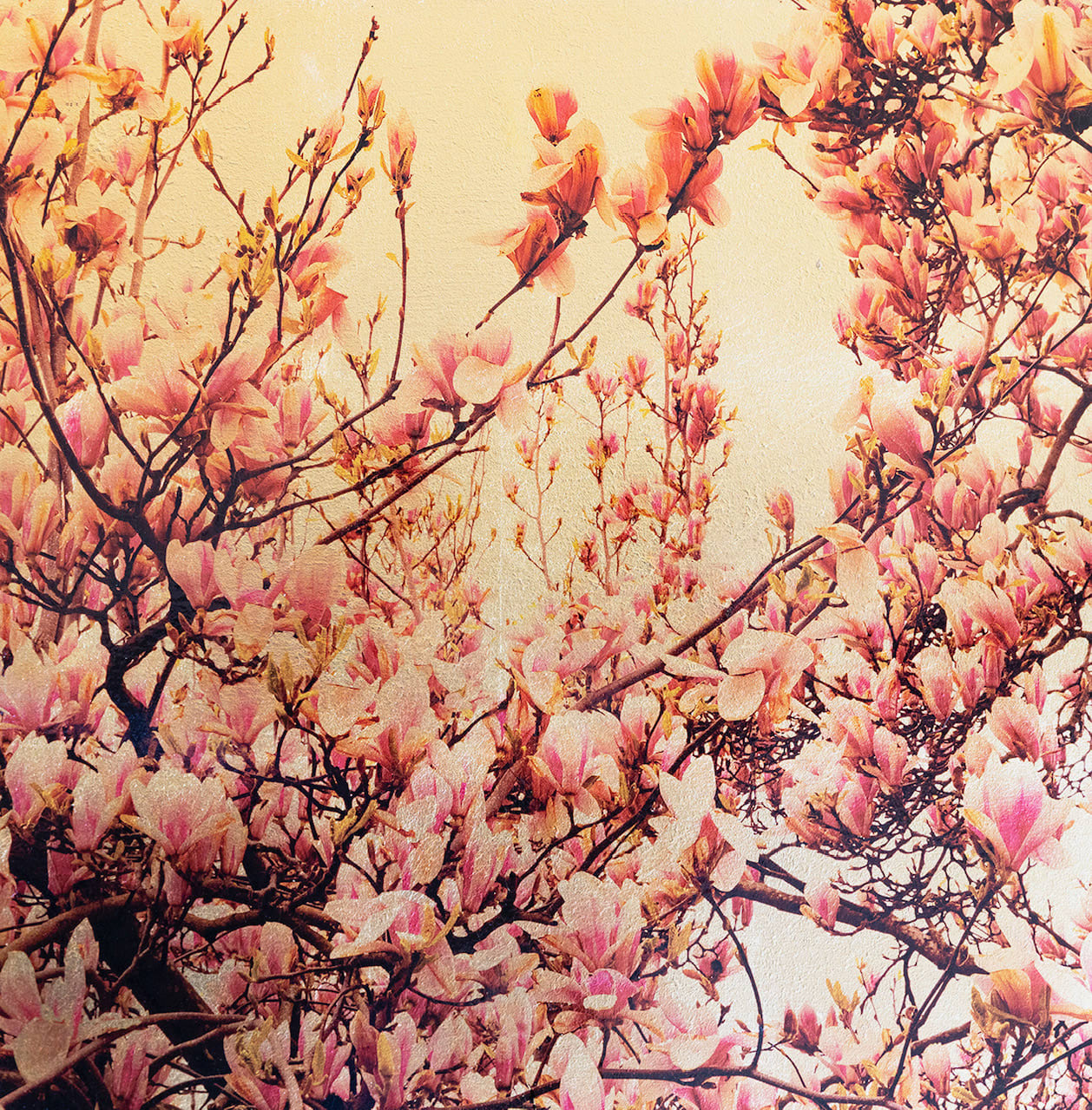 Robert Pereira Hind, Magnolia Grandiflora