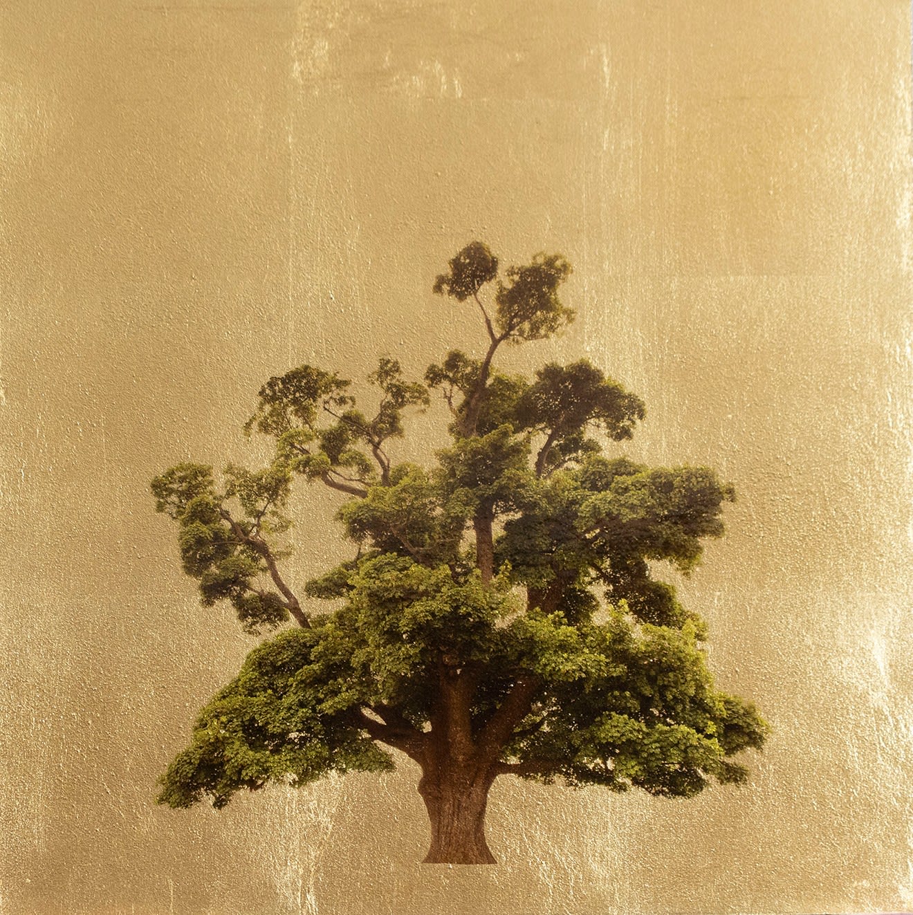 Robert Pereira Hind, Acer Pseudoplatanus I