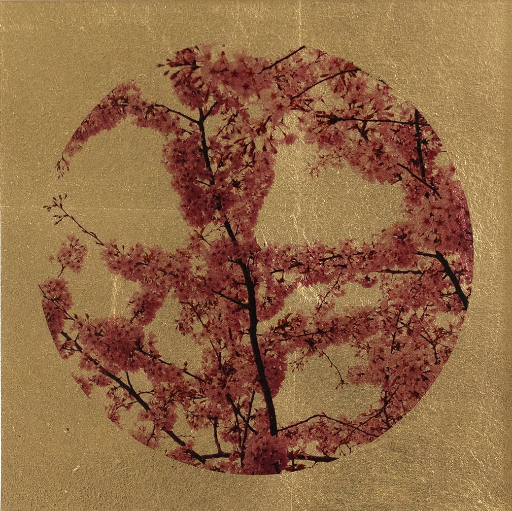 Robert Pereira Hind, Prunus Sakura