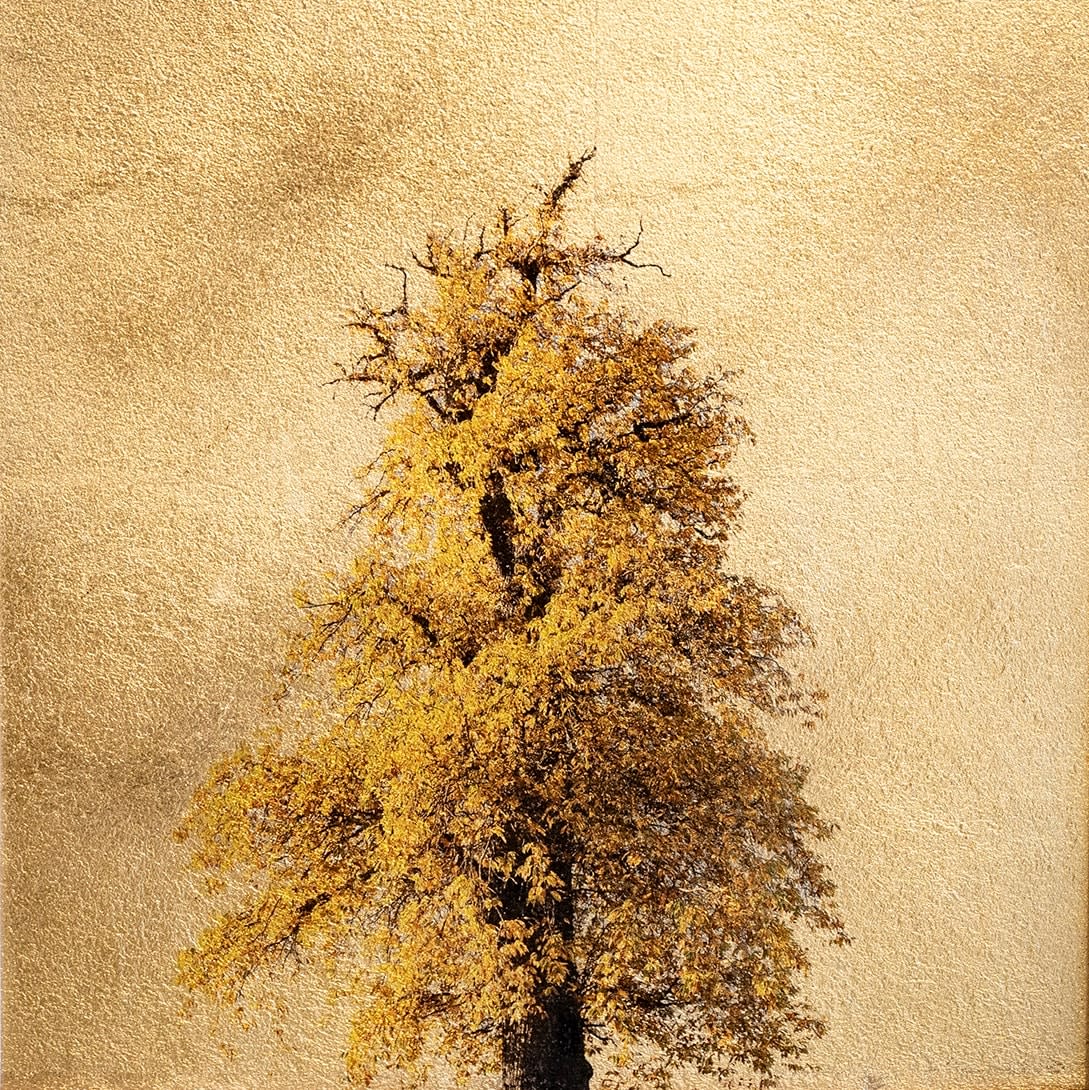 Robert Pereira Hind, Castanea Sativa (Autumn)