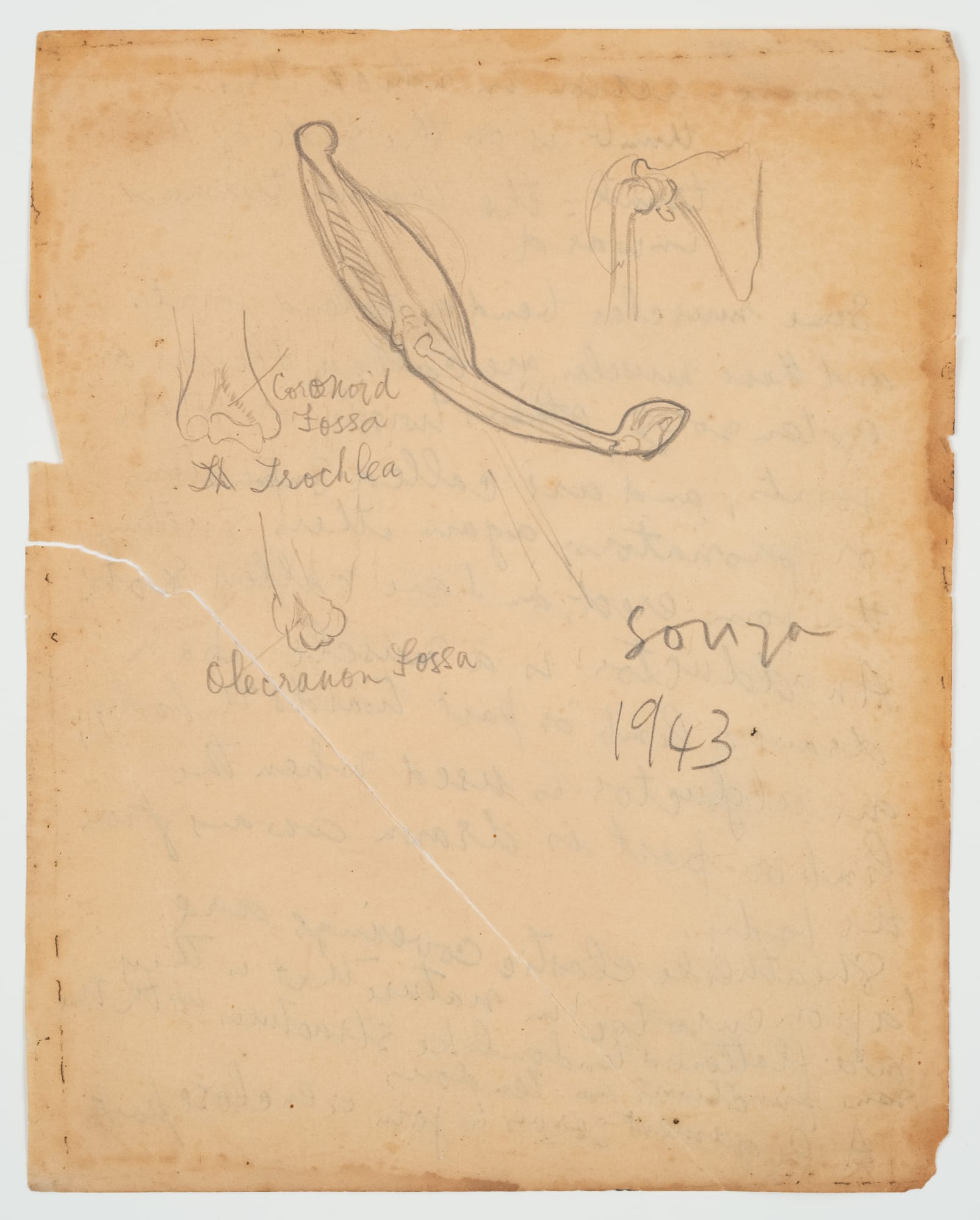 Francis Newton Souza, Untitled (Anatomy Study ) verso ; Untitled recto, 1943