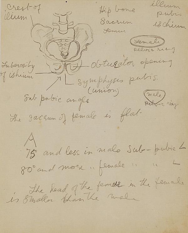 Francis Newton Souza, Untitled (Anatomy study with text), 1942