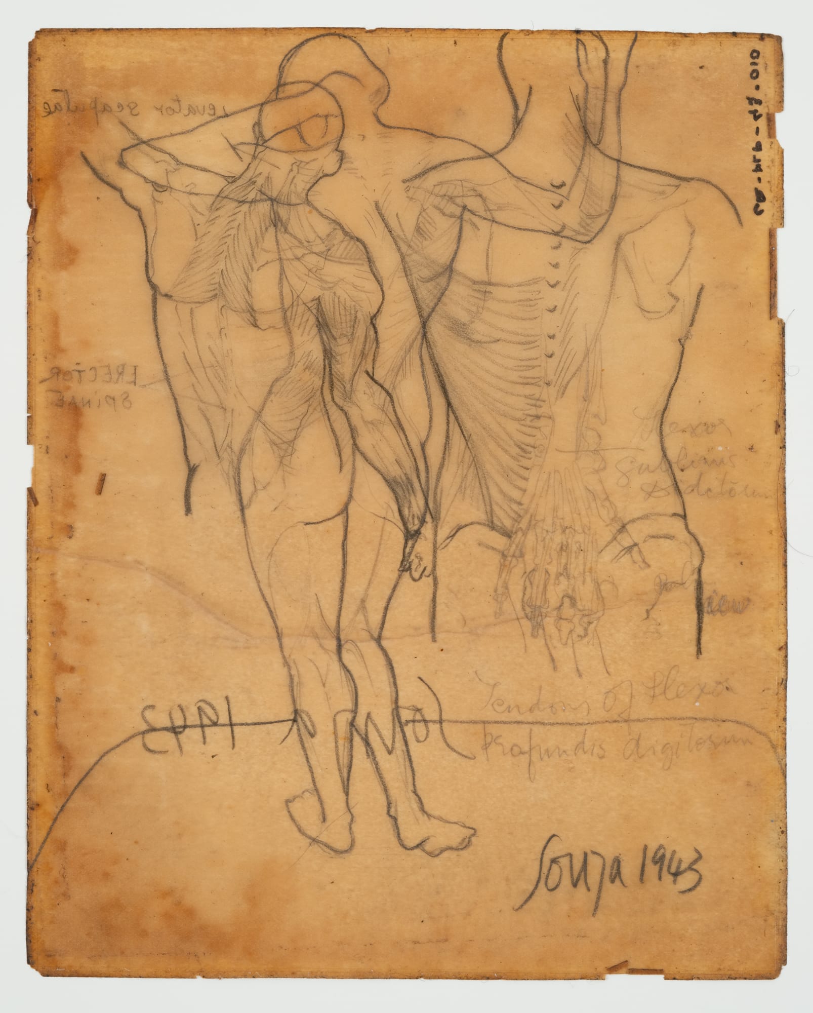 Francis Newton Souza, Untitled (Anatomy Study ) verso ; Untitled recto, 1943