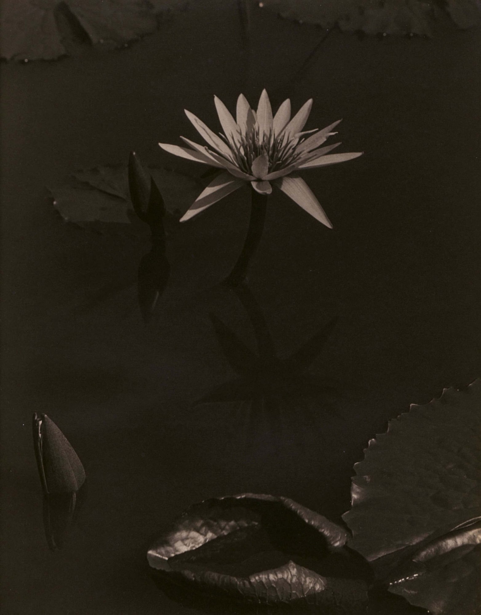 Charles Sheeler, Lily, Mount Kisco, 1918-19