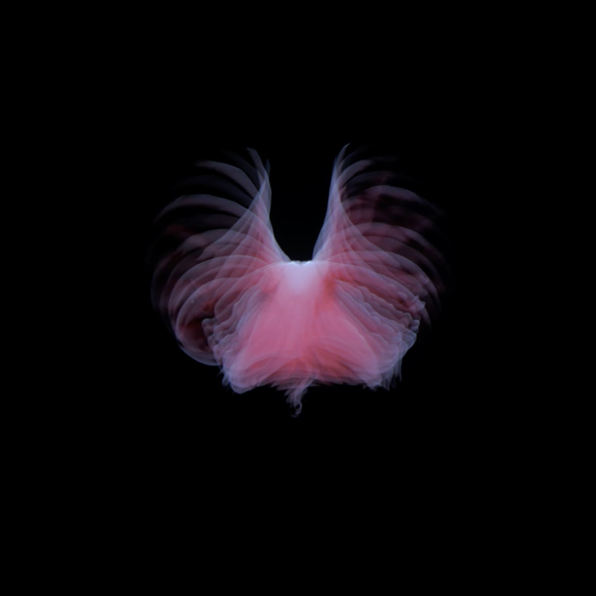 ELÍN HANSDÓTTIR, Trace # 5, 2010