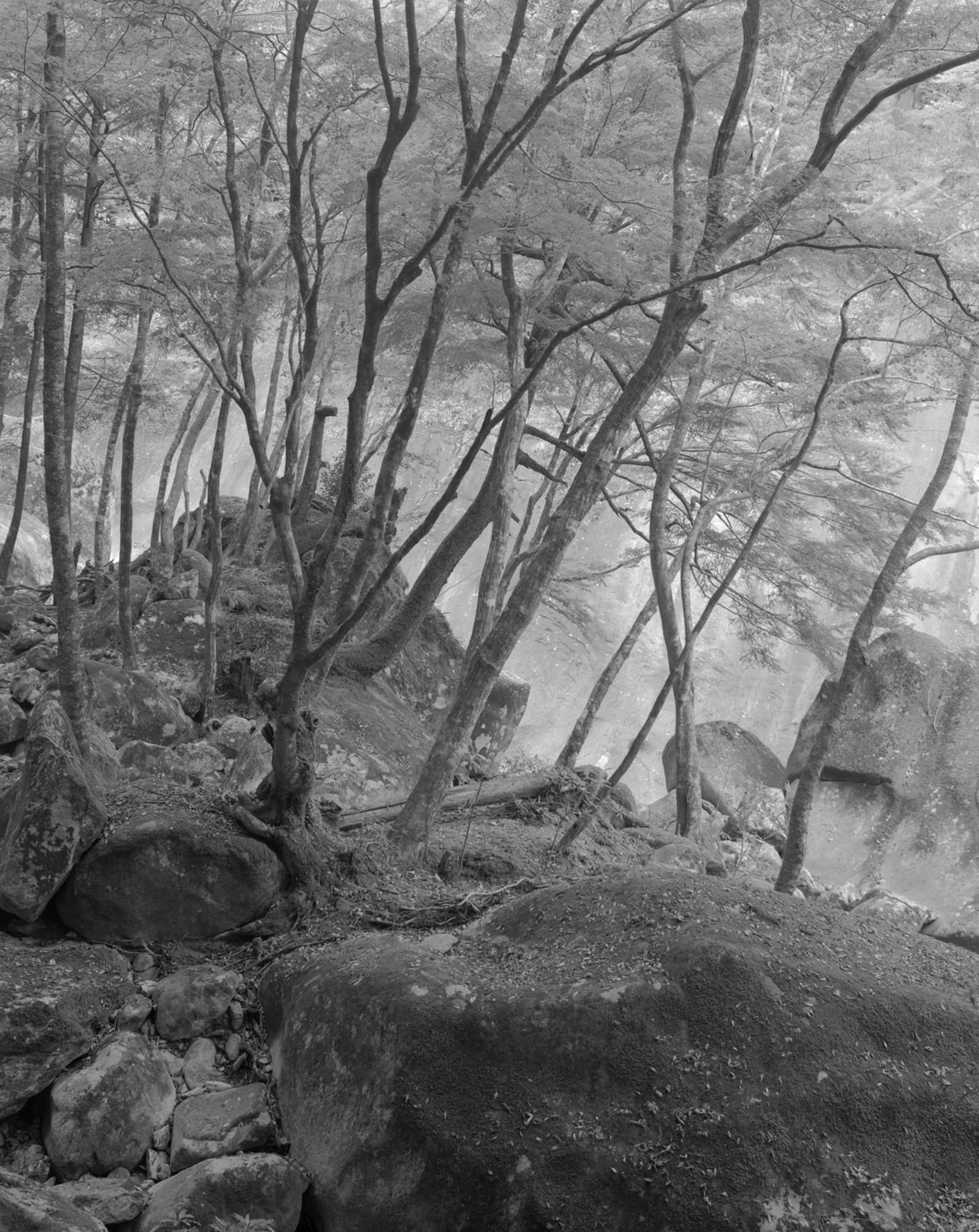 Gerry Johansson, Trädstammar och klippblock. Nametoko Gorge. Japan, 1999