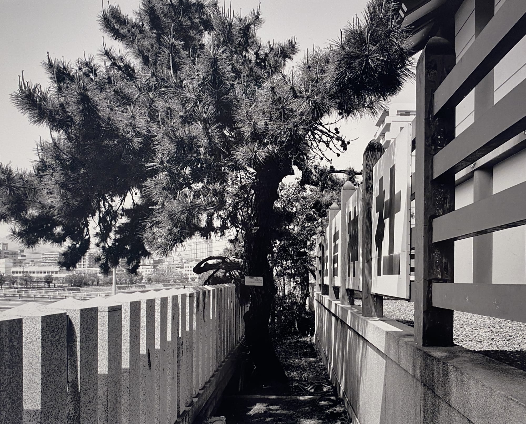 Hiromi Tsuchida, Pine tree, Sumiyoshi Shrine, 2010 (Hiroshima Monument), 2010