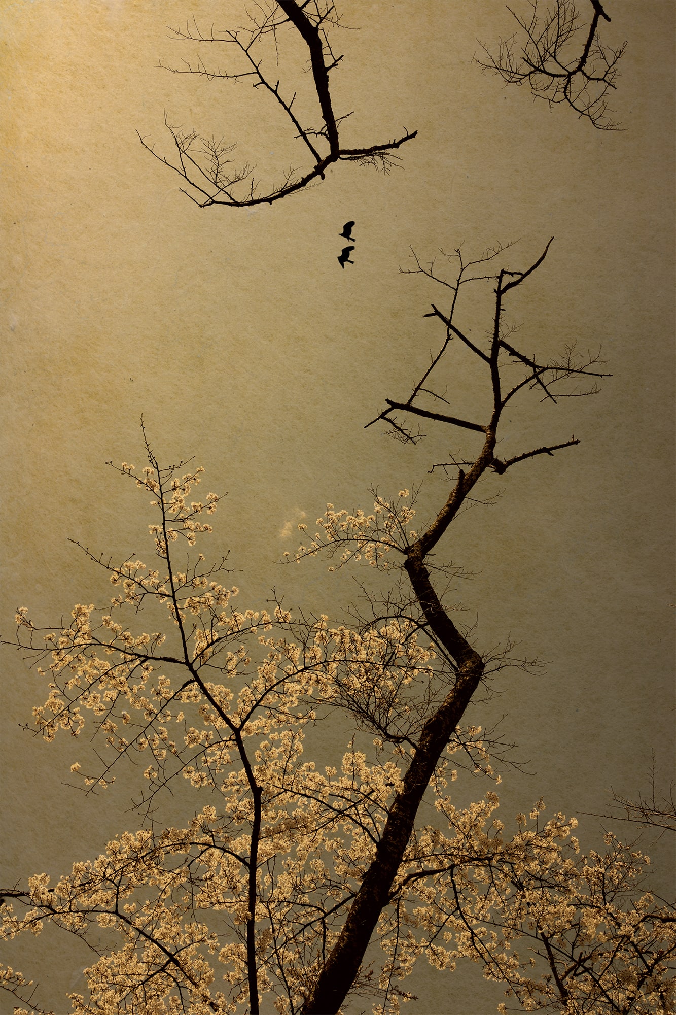 Albarrán Cabrera, The Mouth of Krishna #775, 2018