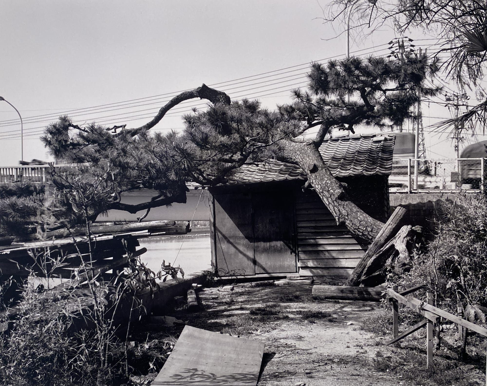 Hiromi Tsuchida, Pine tree, Sumiyoshi Shrine, 1979 (Hiroshima Monument), 1979
