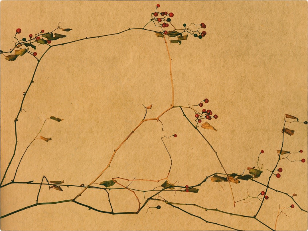 Albarrán Cabrera, The Mouth of Krishna #604, 2016