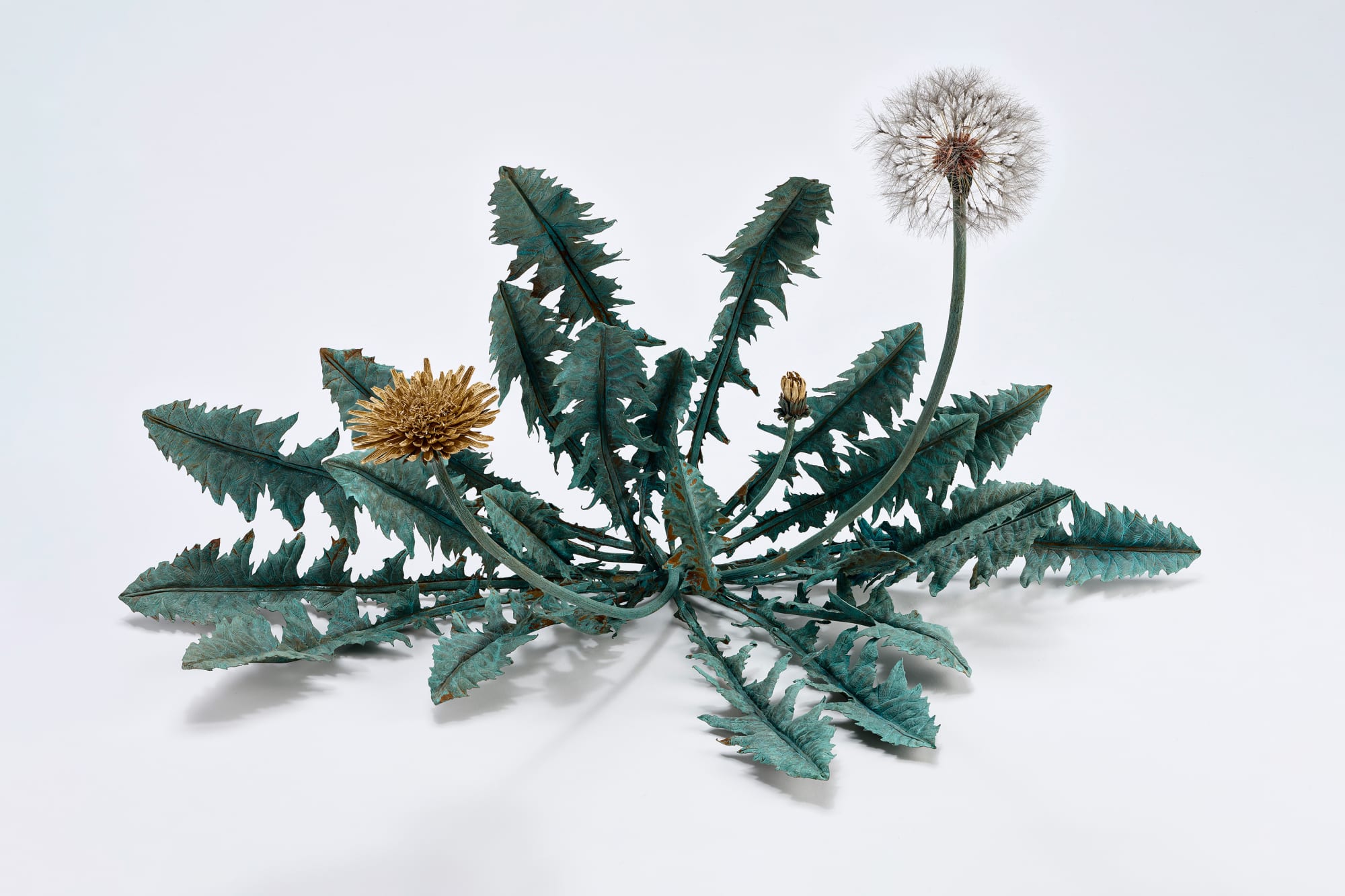 Shota Suzuki, 蒲公英・環 - Dandelion Fluff, 2023