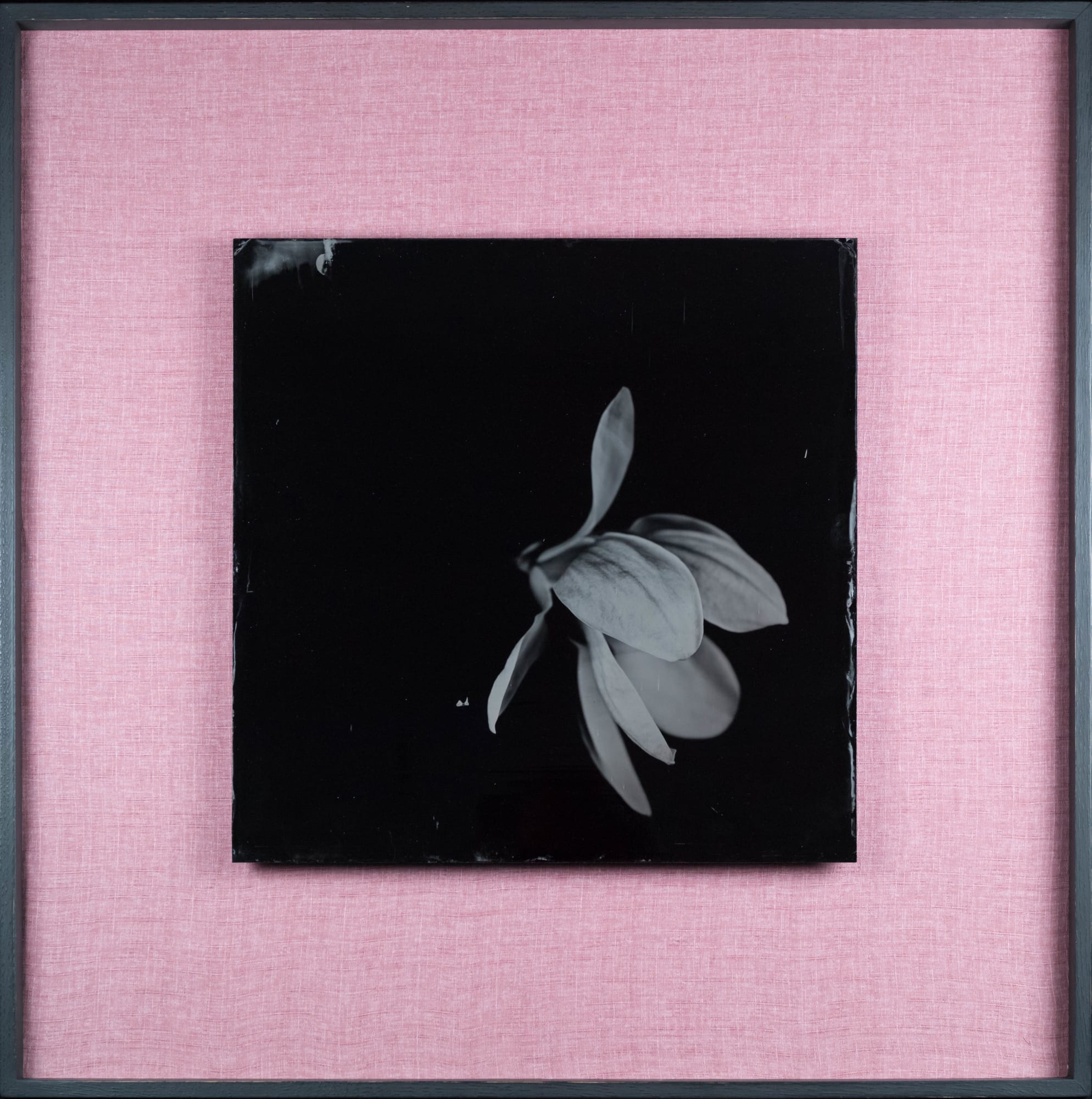 Steffen Diemer, Magnolie, WVZ 1077, 2024