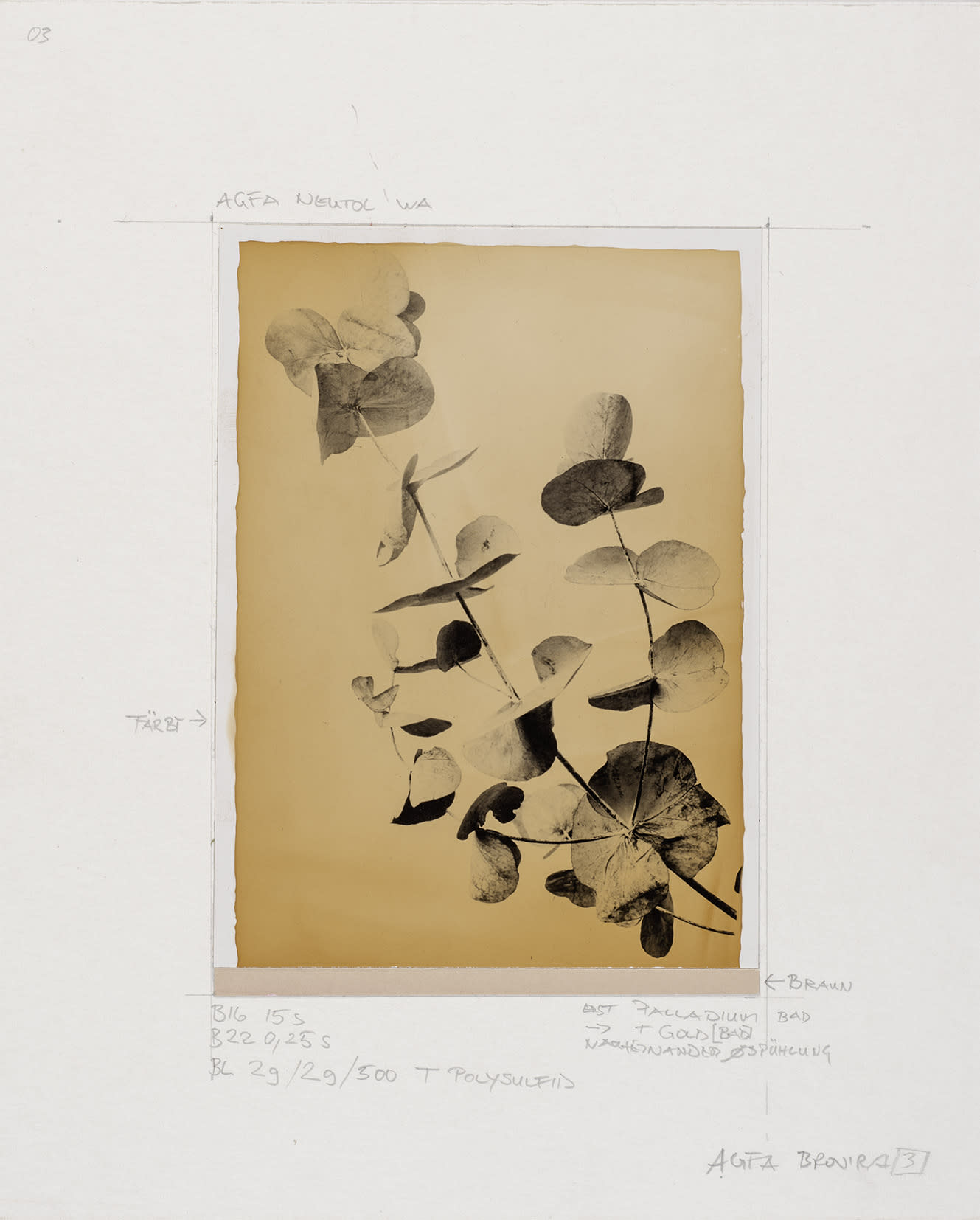 Ulrich Schmitt, Eukalyptus-01k-TEM-03-Aurum, 2001/2018