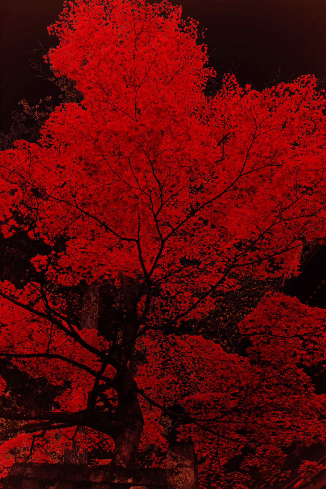 Albarrán Cabrera, The Mouth of Krishna, #603, Japan, 2016