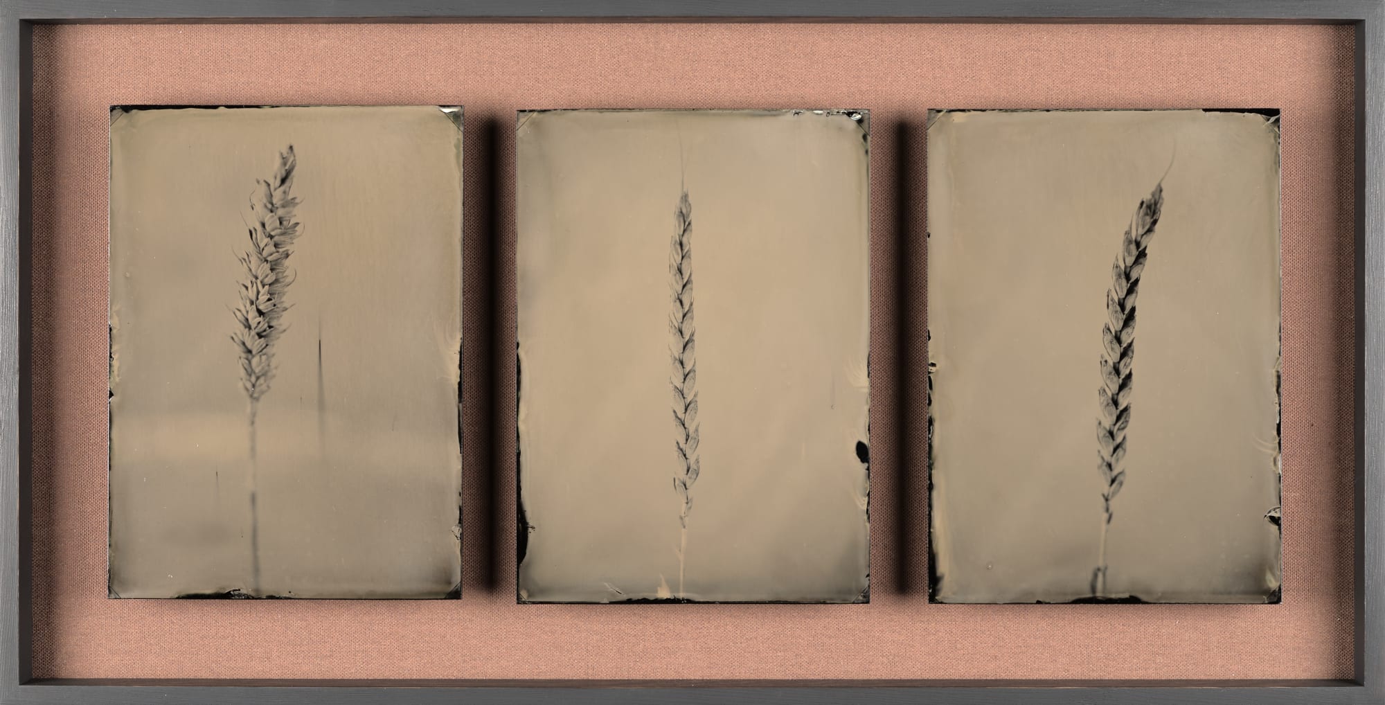 Steffen Diemer, Weizen, WVZ 219, 2017