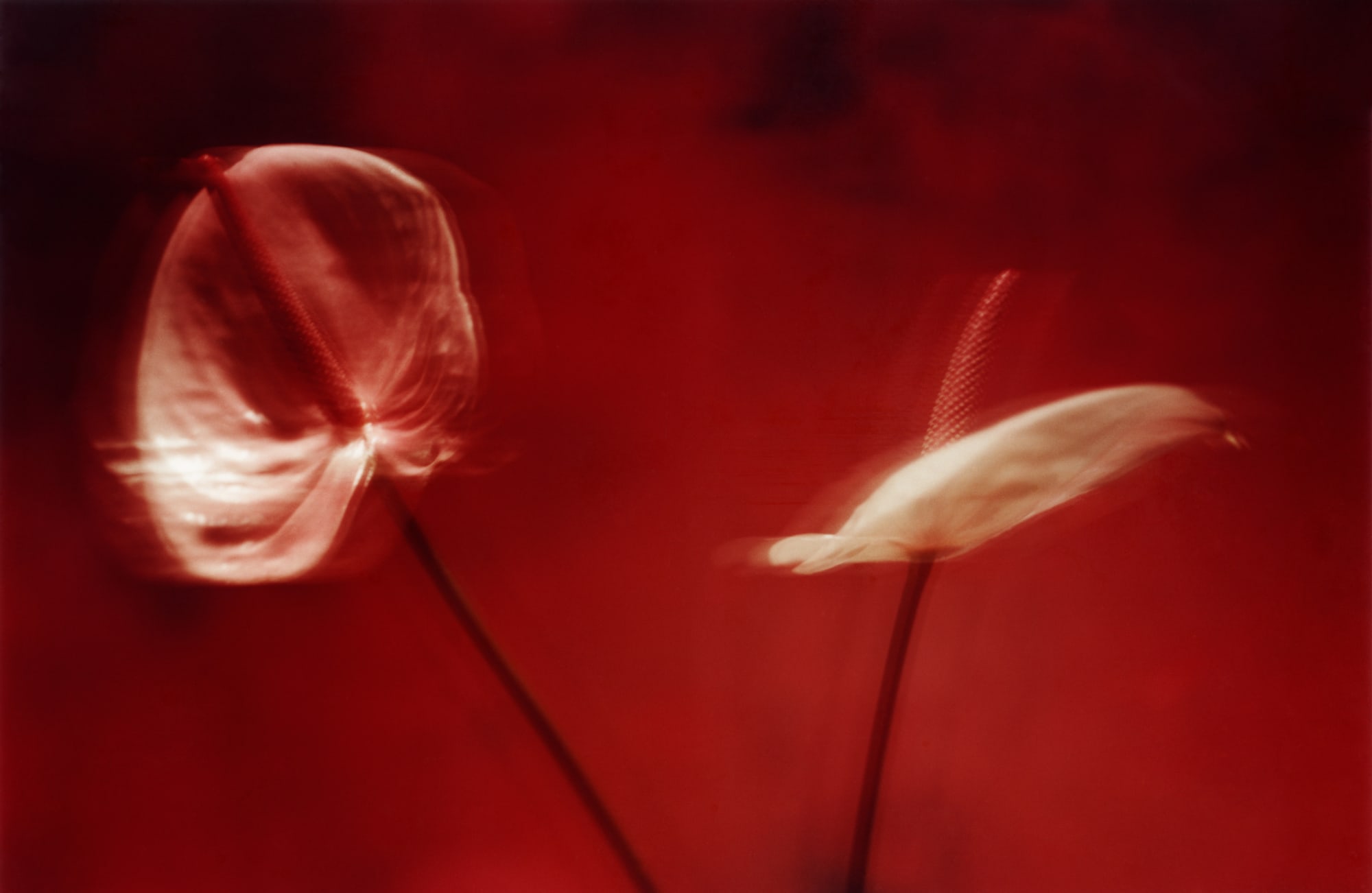 Nico Dharmajungen, Under a Spire of Pale Red, 1998