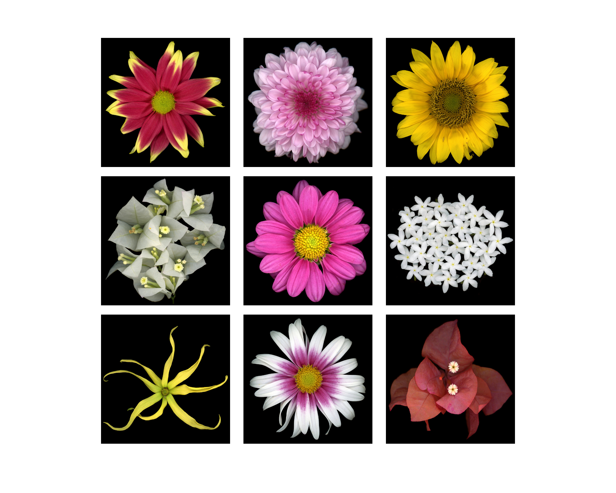 Angki Purbandono, Flower Power (Set of 9), 2018