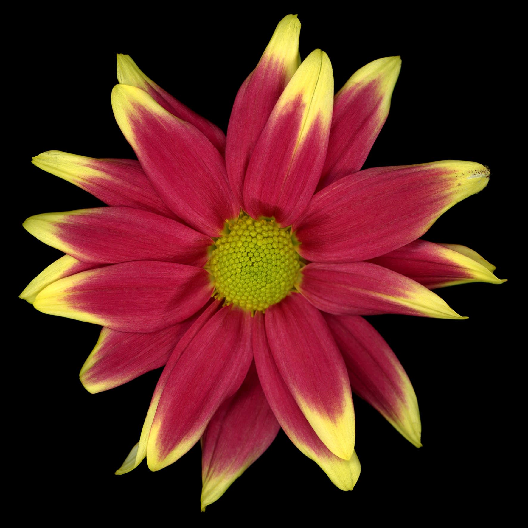 Angki Purbandono, Flower Power 23, 2018