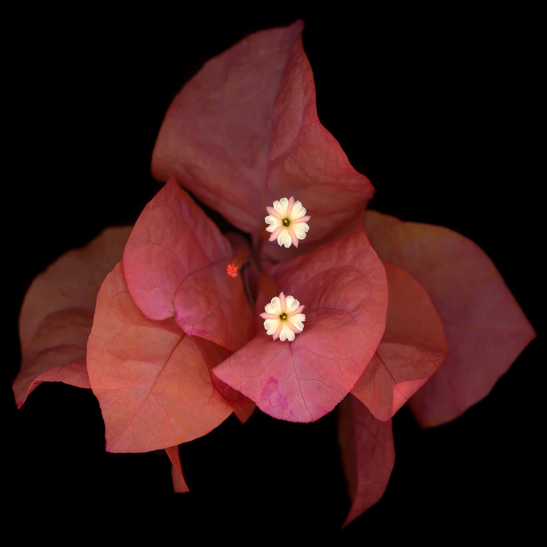 Angki Purbandono, Flower Power 31, 2018