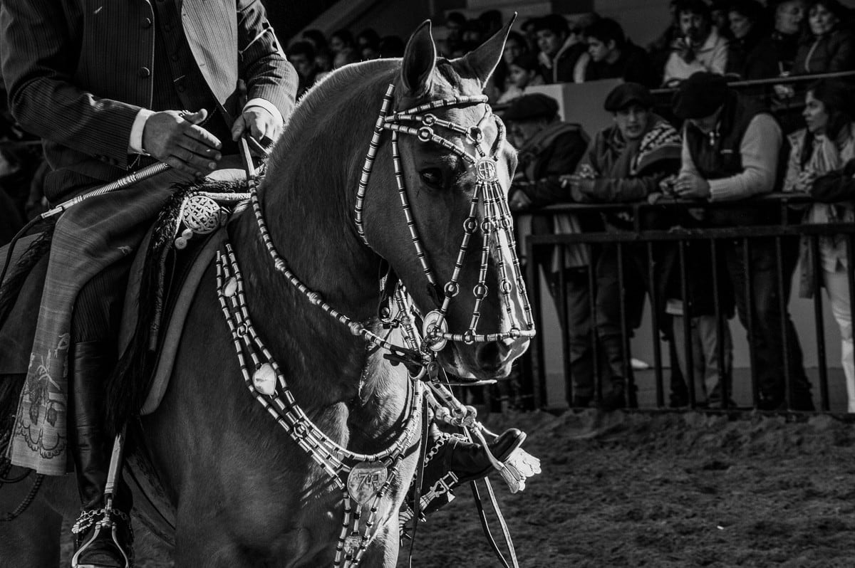 Dilla Djalil Daniel, CRIOLLO OF ARGENTINA