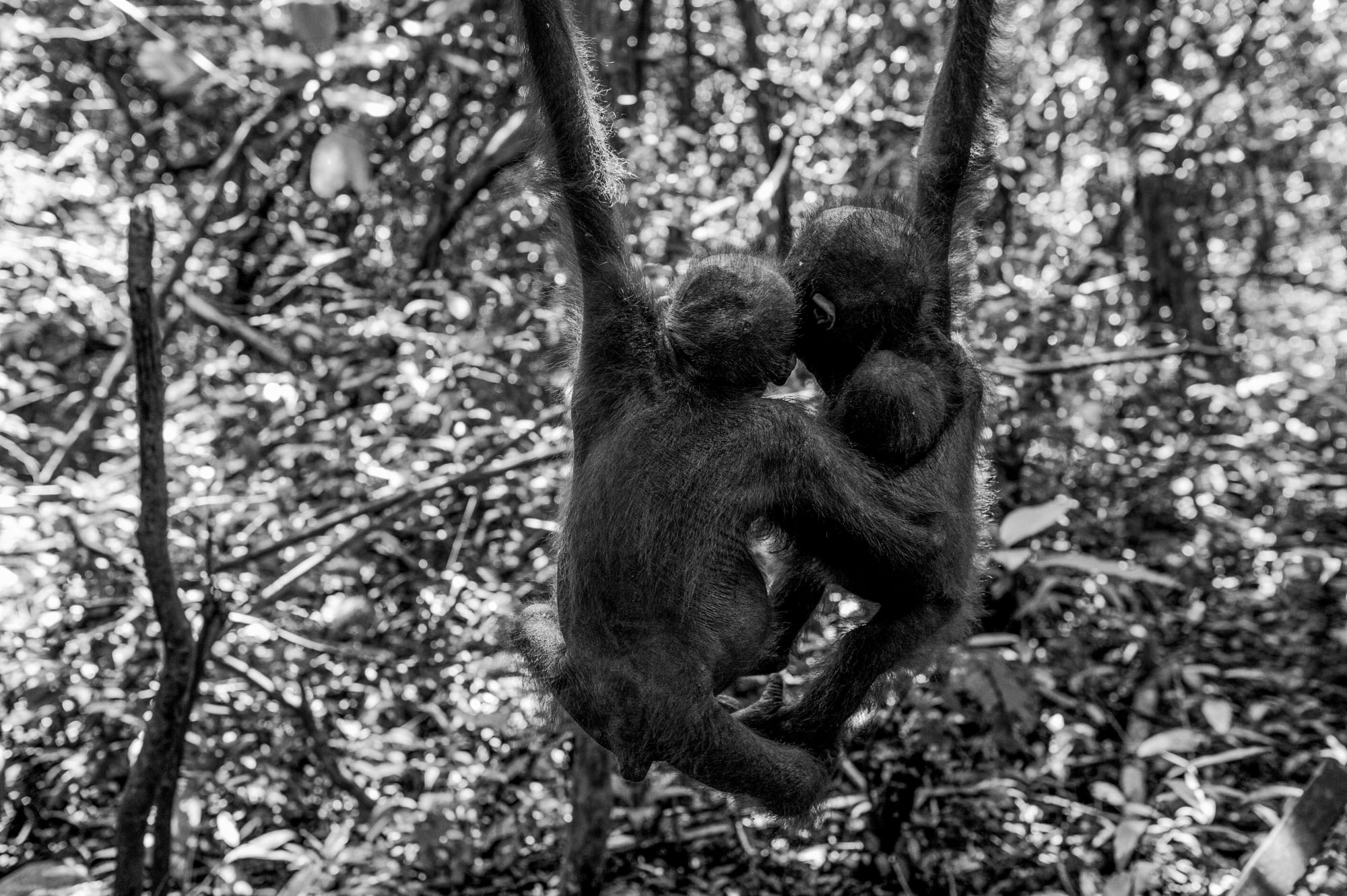 Dilla Djalil Daniel, WE HAVE NO MOTHERS BUT WE HAVE EACH OTHER (edition of 12), 2016