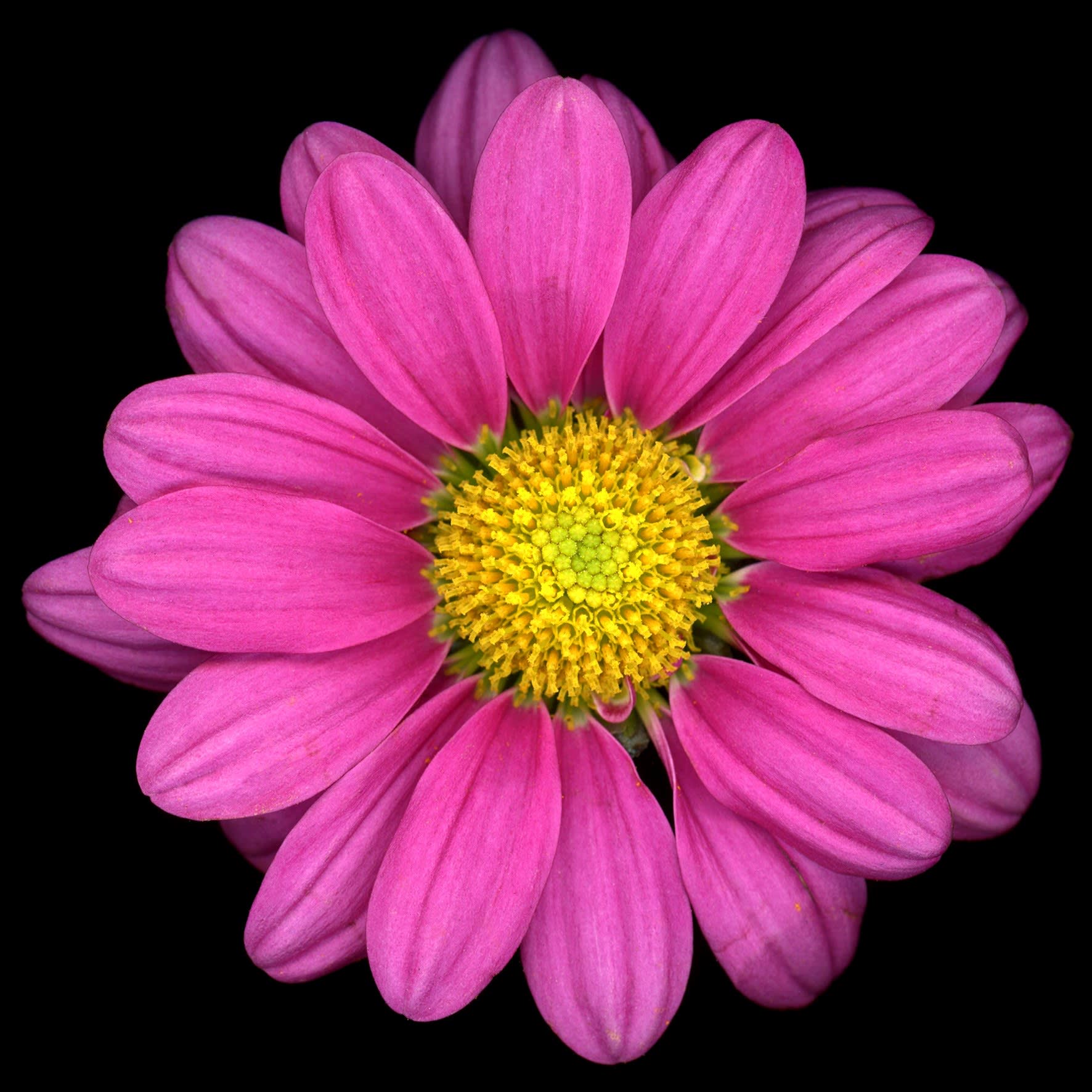 Angki Purbandono, Flower Power 37, 2018