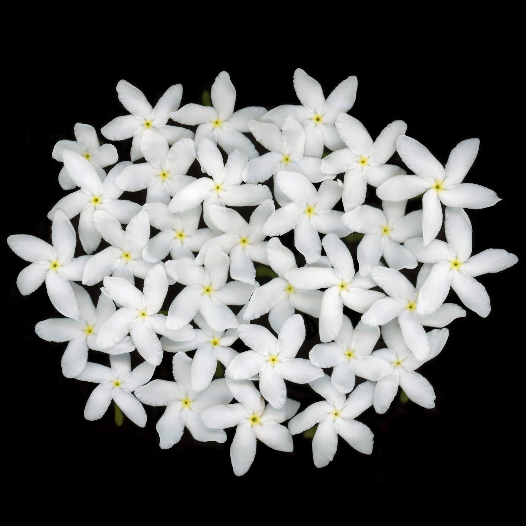 Angki Purbandono, Flower Power 35, 2018