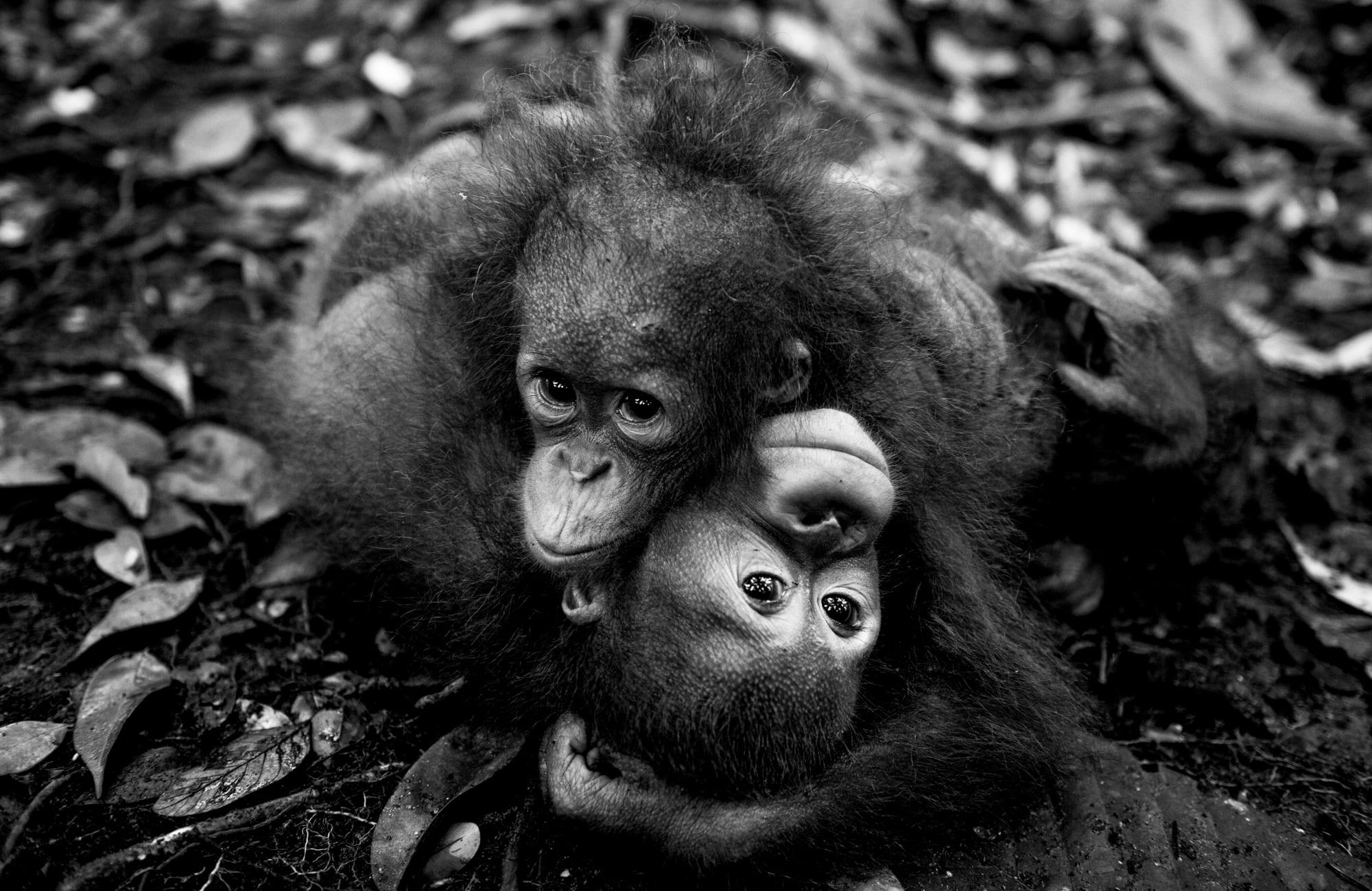 Dilla Djalil Daniel, FOREVER FRIENDS , 2016