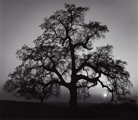 Ansel Adams, Oak Tree, Sunset City, Sierra Foothills, California, 1962