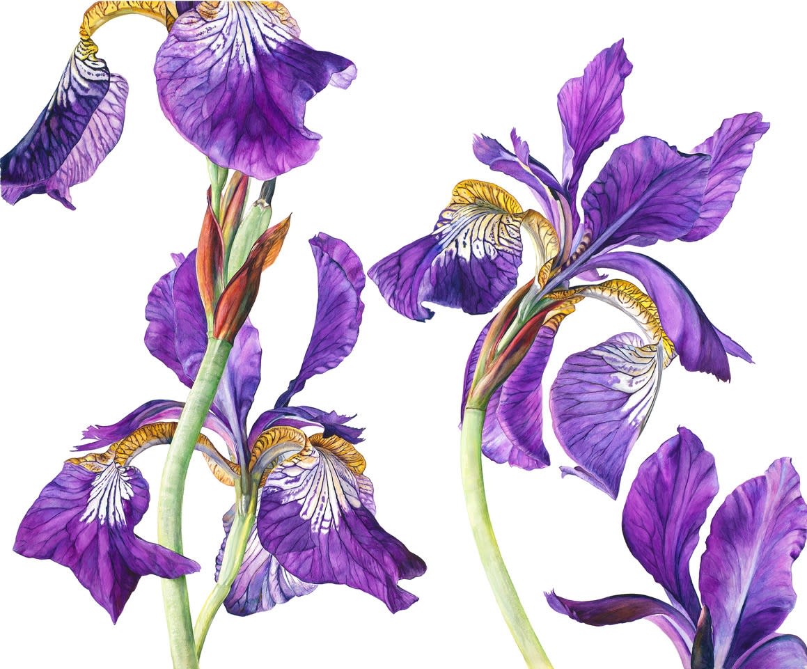 Rosie Sanders, Iris sibirica
